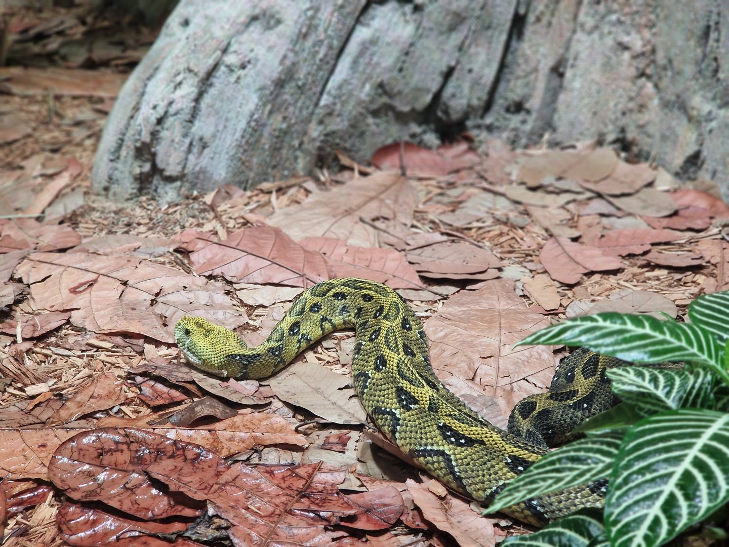 Ethiopian mountain adder