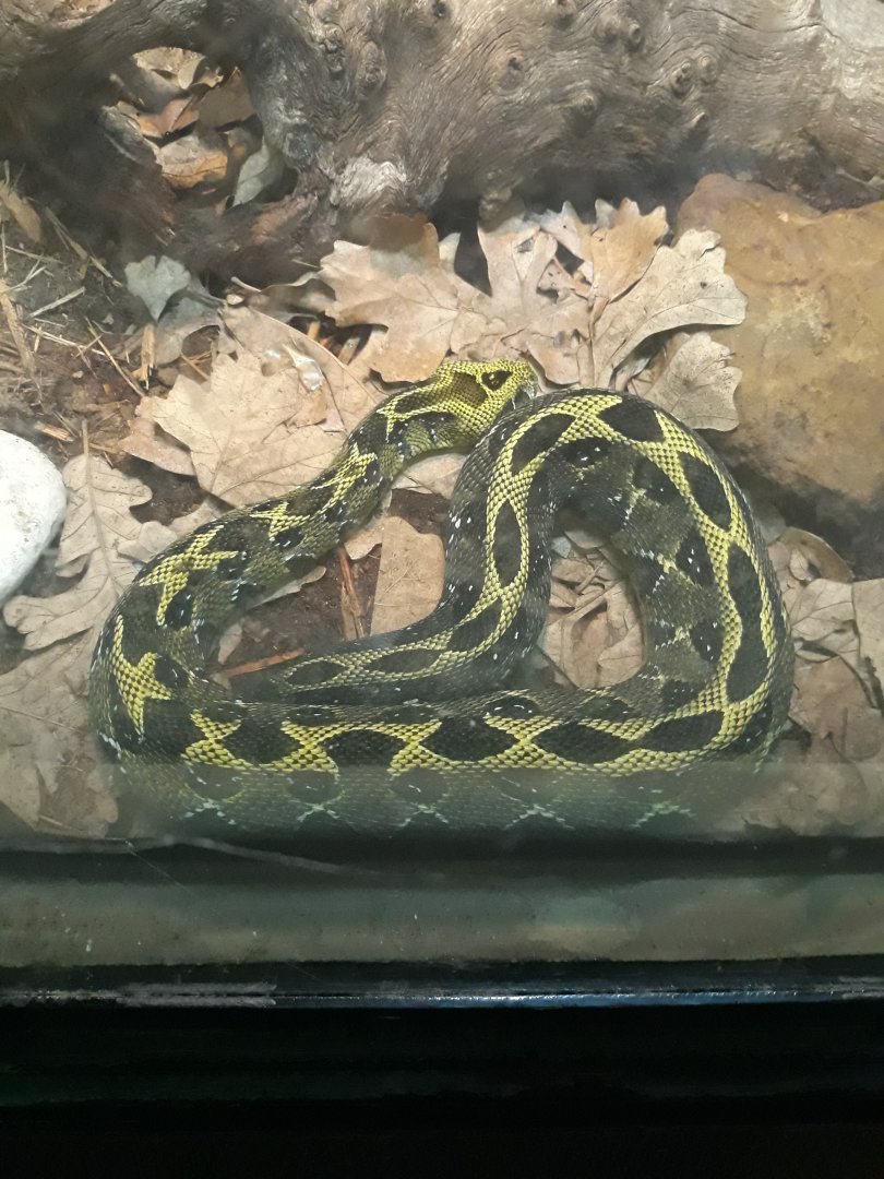 Ethiopian mountain adder