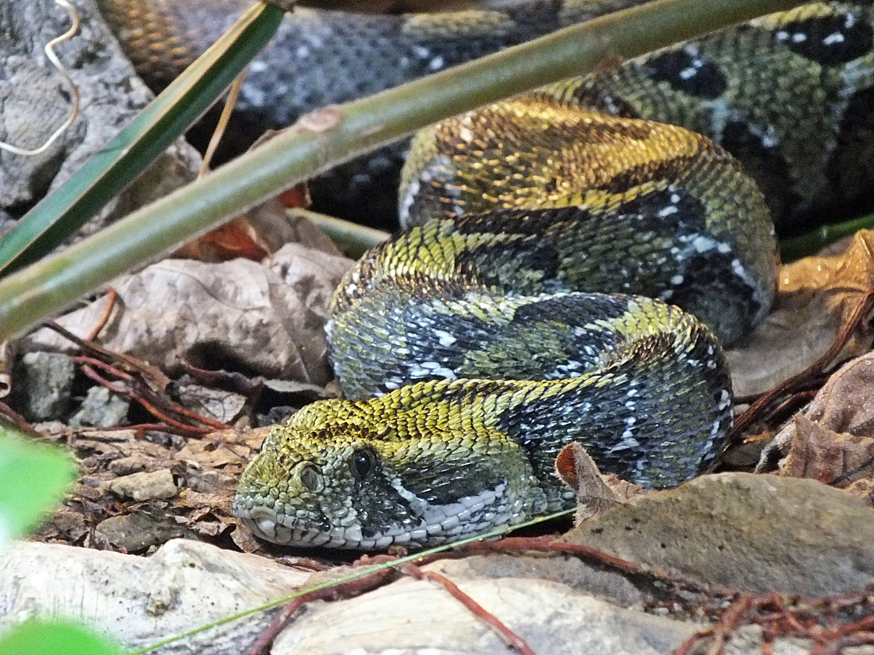 Ethiopian mountain adder