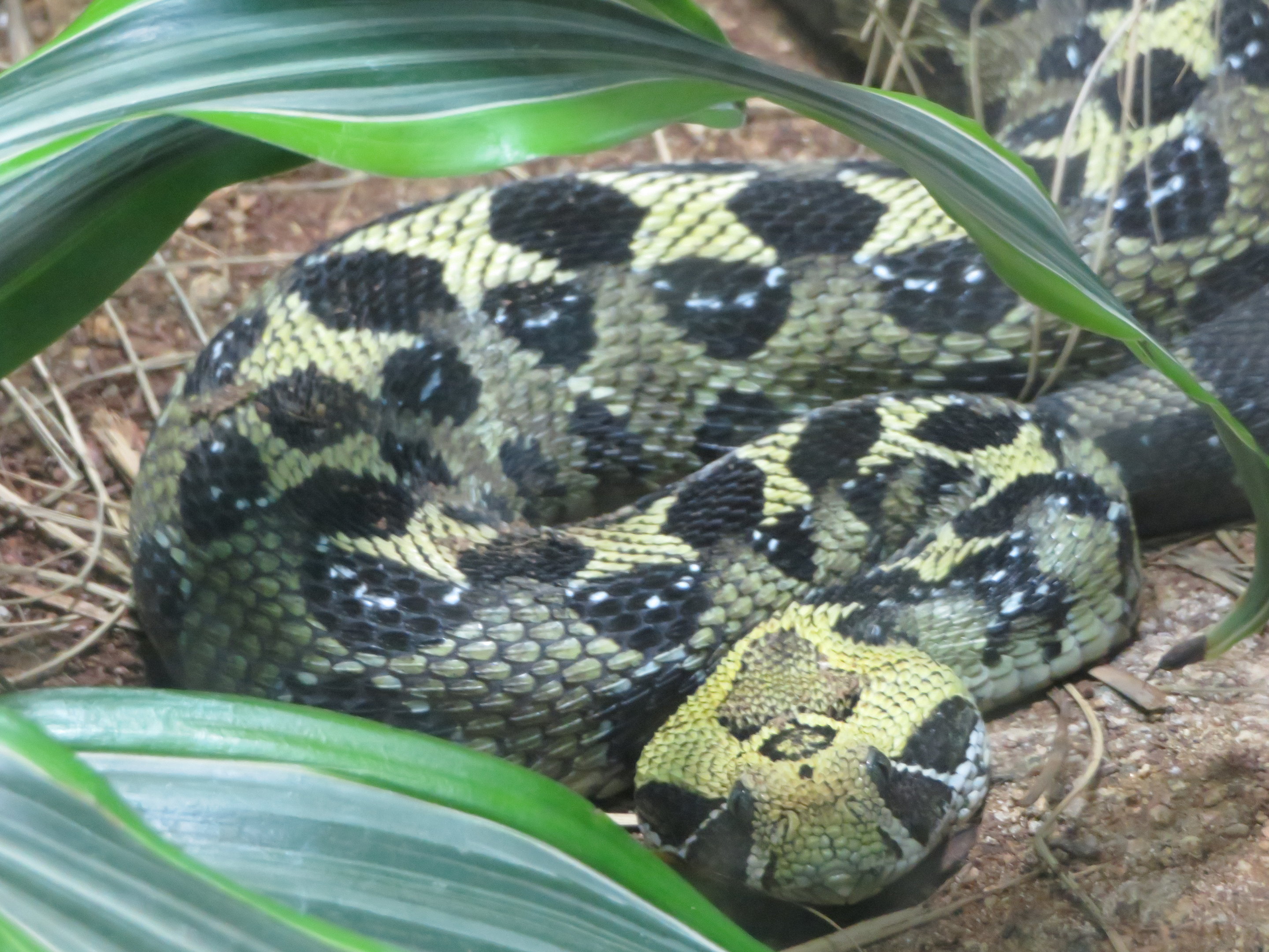 Ethiopian Mountain Adder