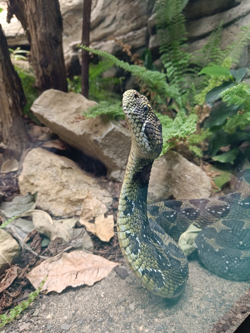 Ethiopian Mountain Adder