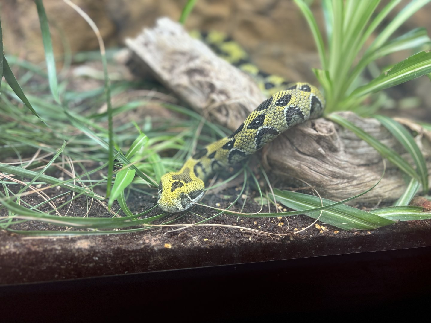 Ethiopian Mountain Adder