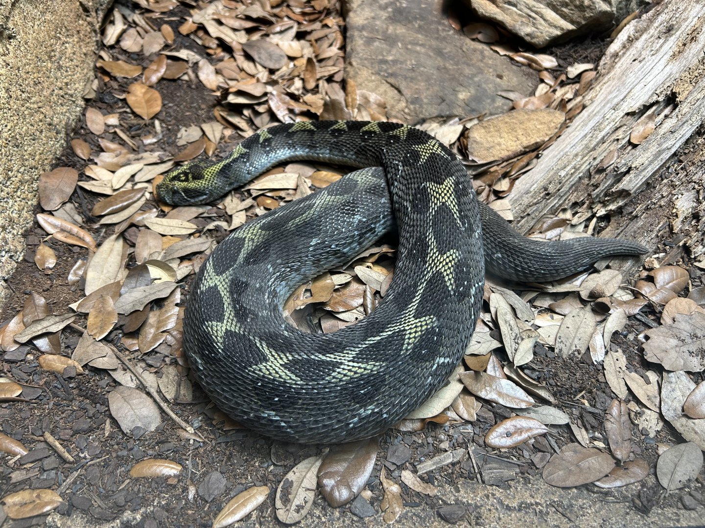 Ethiopian Mountain Adder