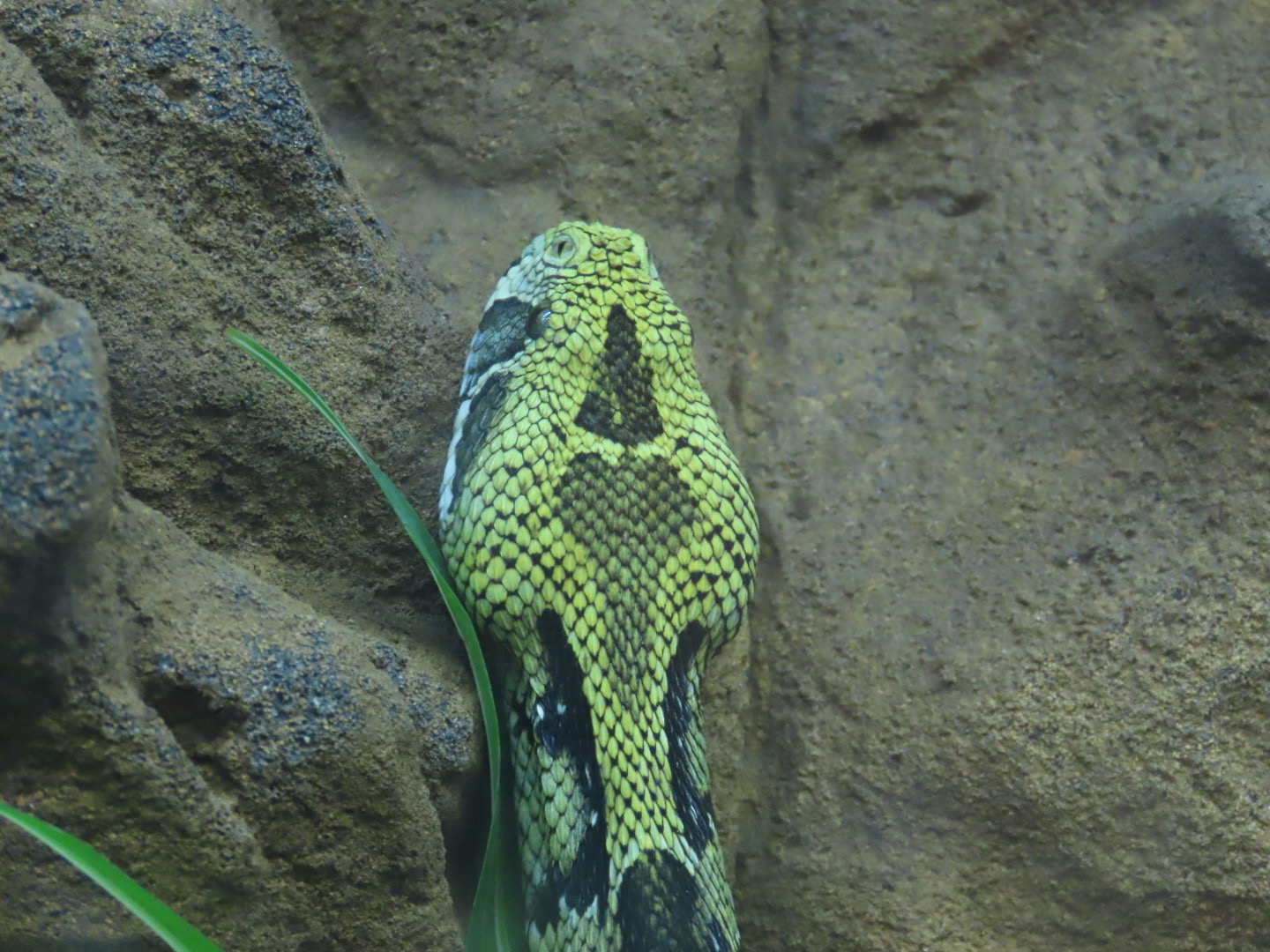 Ethiopian Mountain Adder