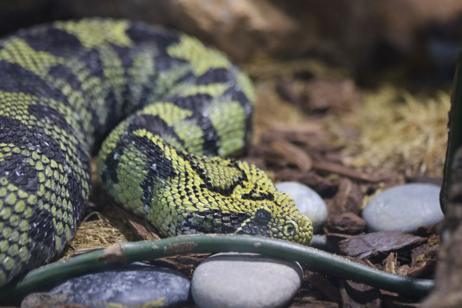 Ethiopian Mountain Adder