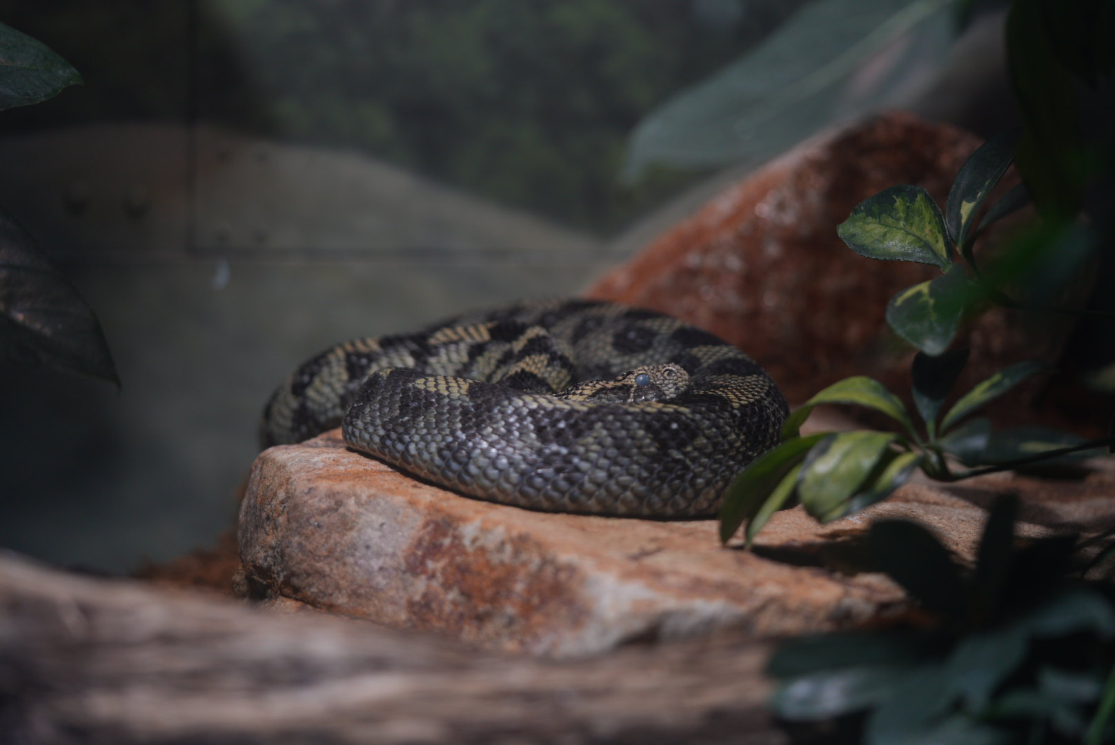 Ethiopian Mountain Adder