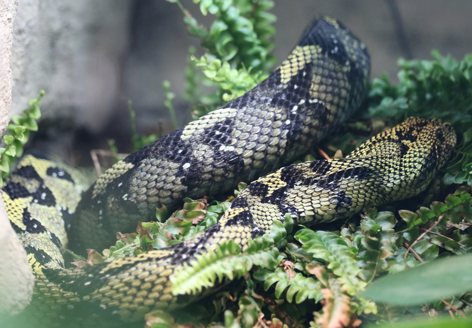 Ethiopian Mountain Adder