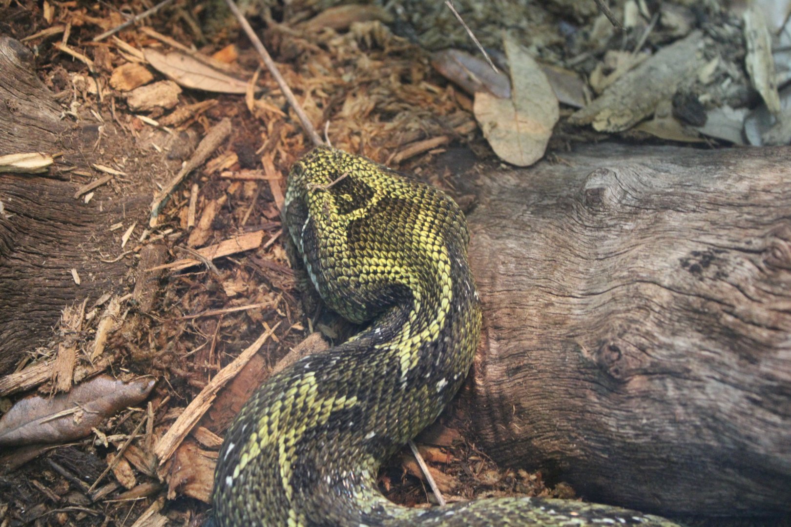 Ethiopian Mountain Adder