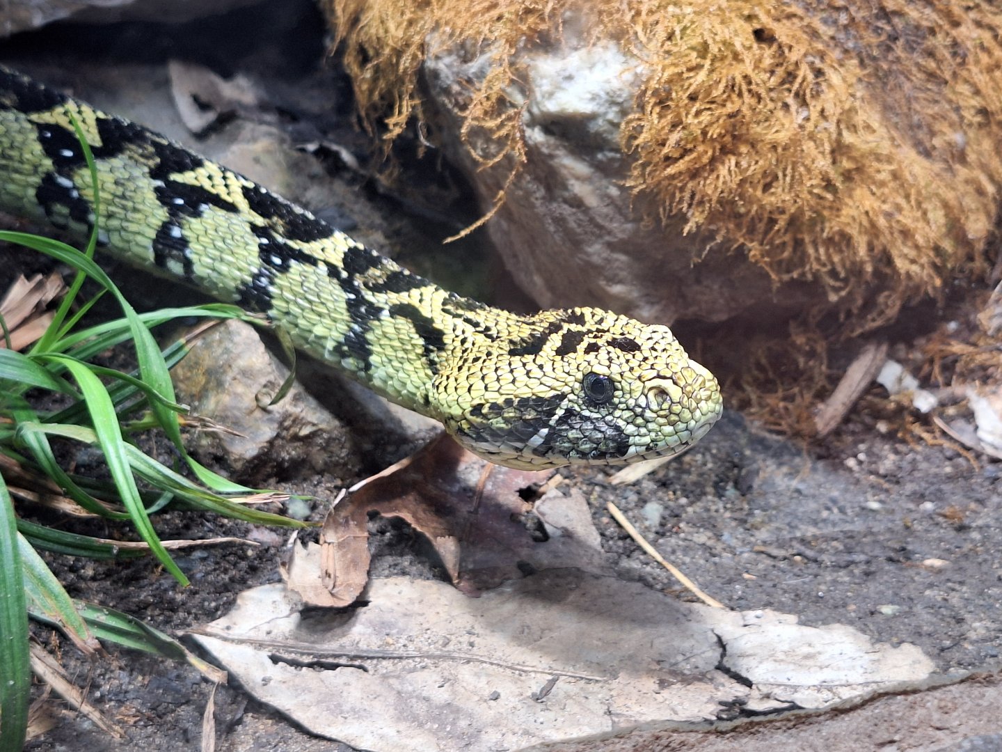 Ethiopian Mountain Adder