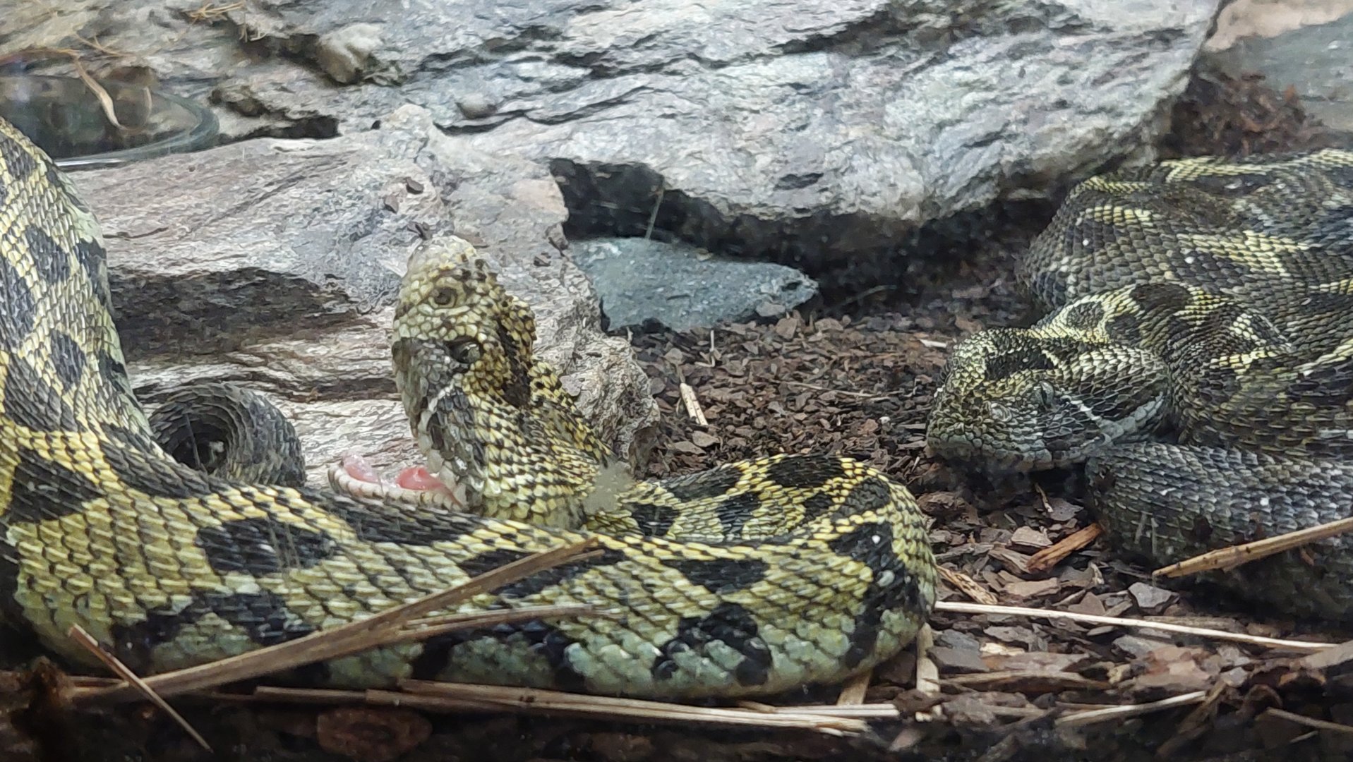 Ethiopian Mountain Viper (Bitis parviocula)