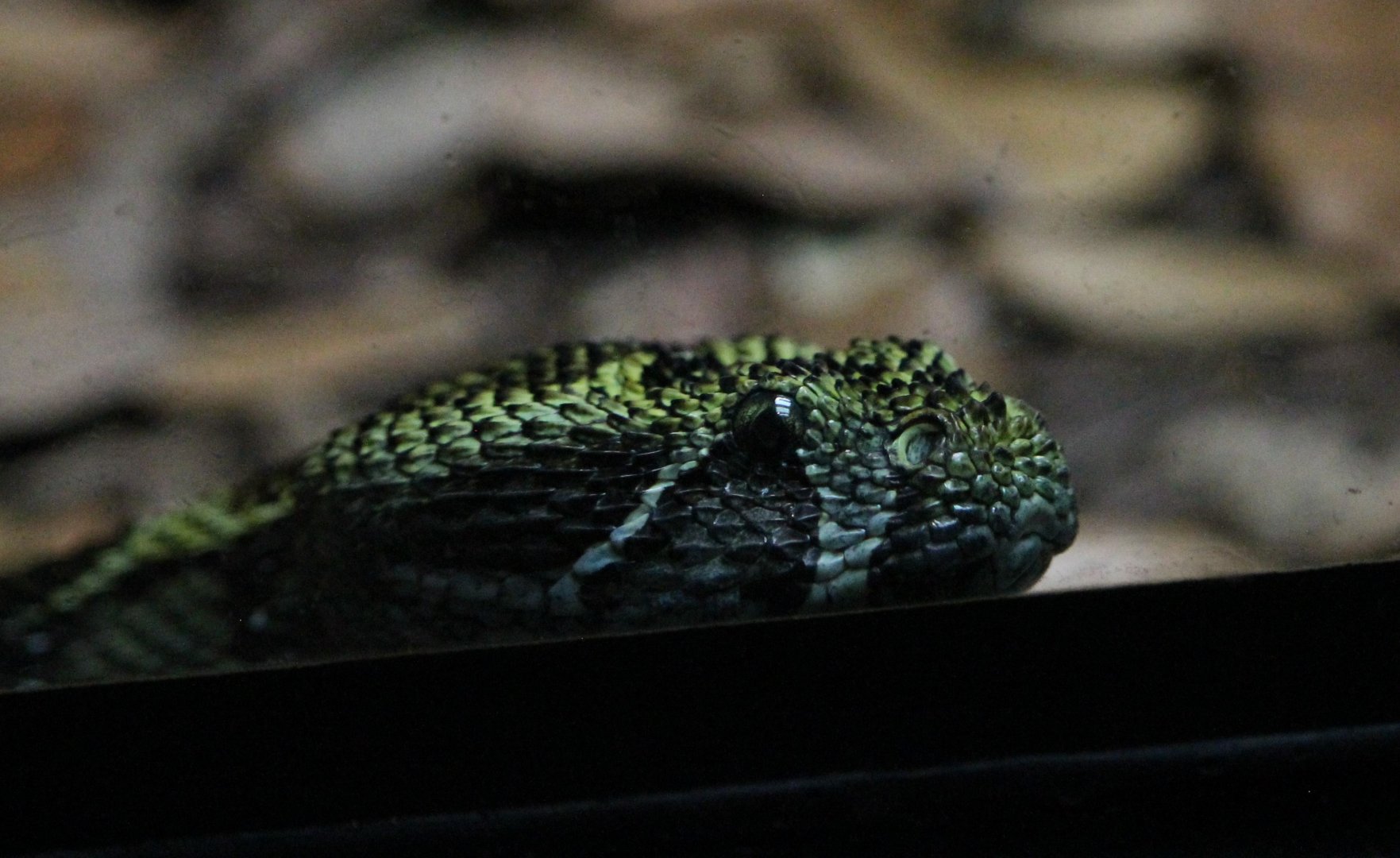 Ethiopian Mountain Viper (Bitis parviocula)
