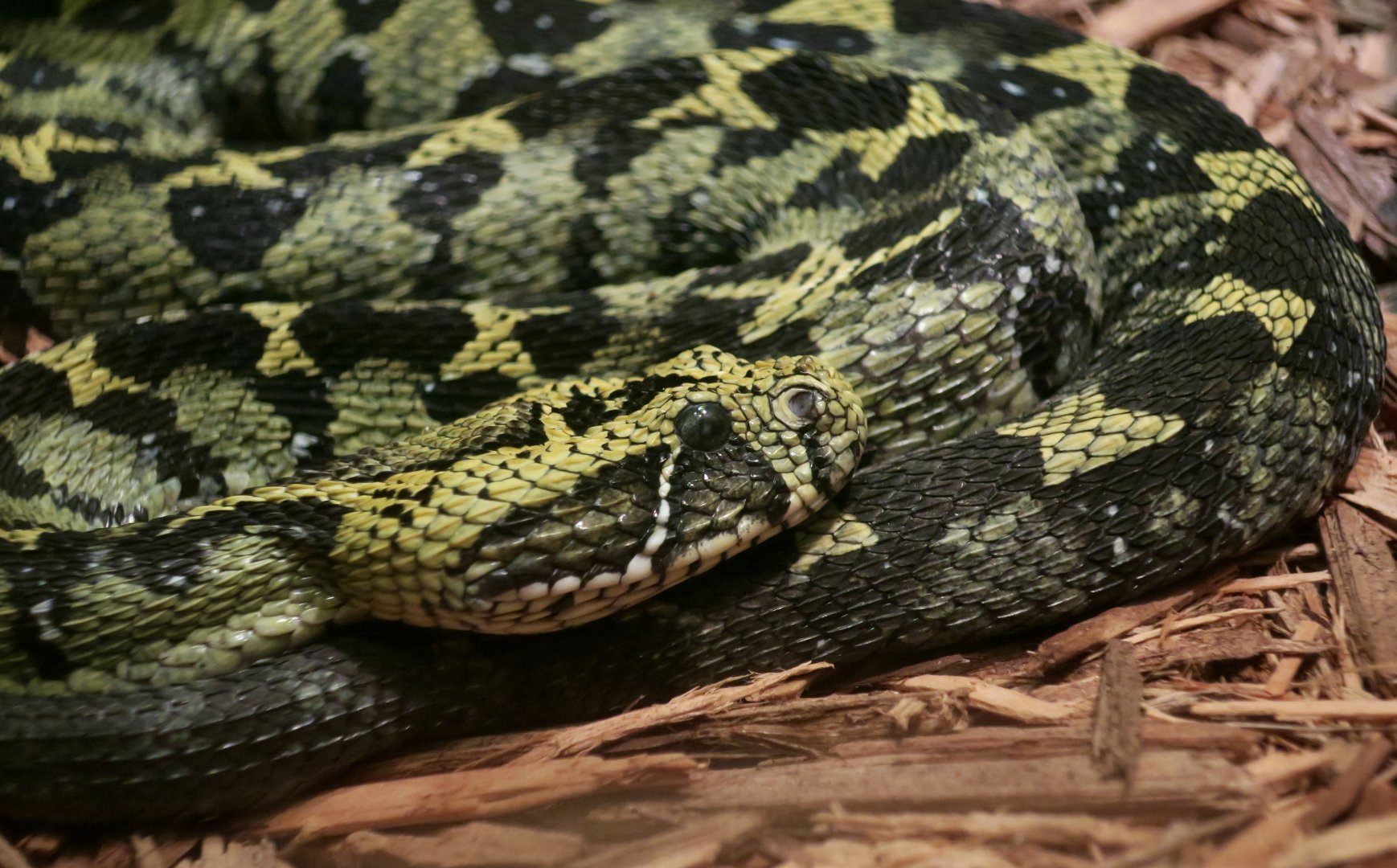 Ethiopian Mountain Viper (Bitis parviocula)