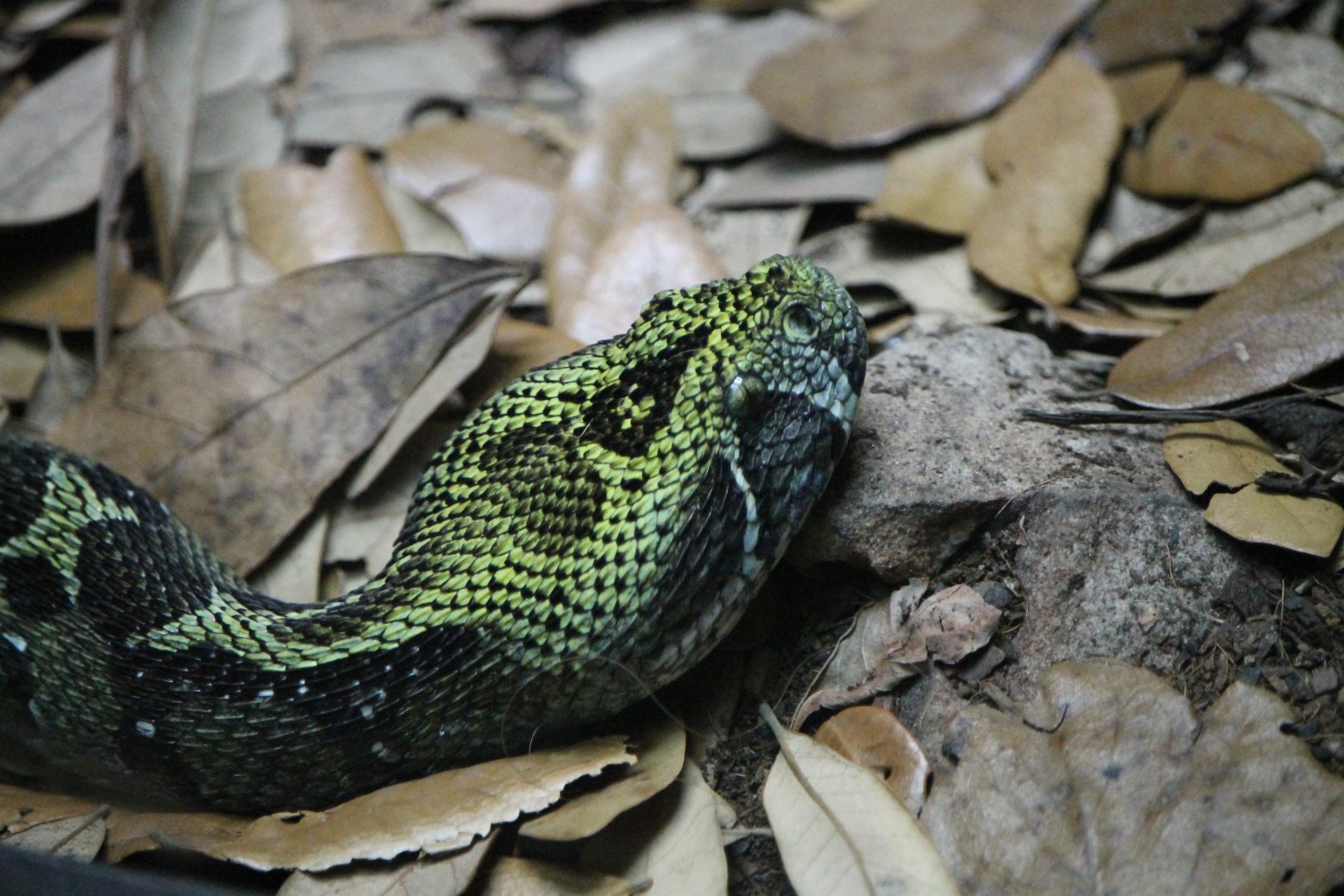 Ethiopian Mountain Viper (Bitis parviocula)