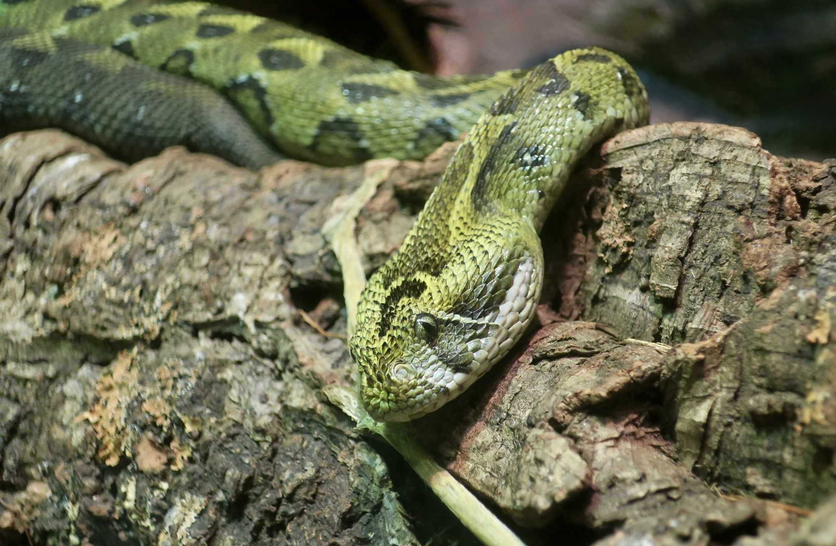 Ethiopian Mountain Viper (Bitis parviocula)