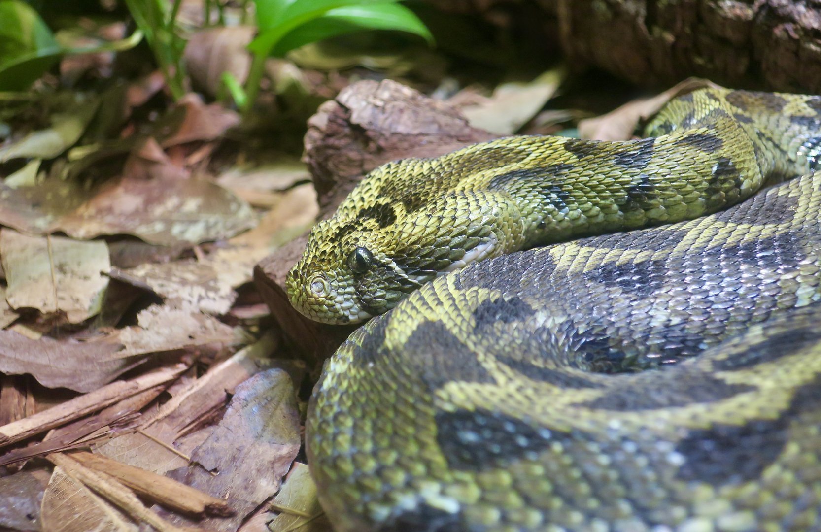 Ethiopian Mountain Viper (Bitis parviocula)