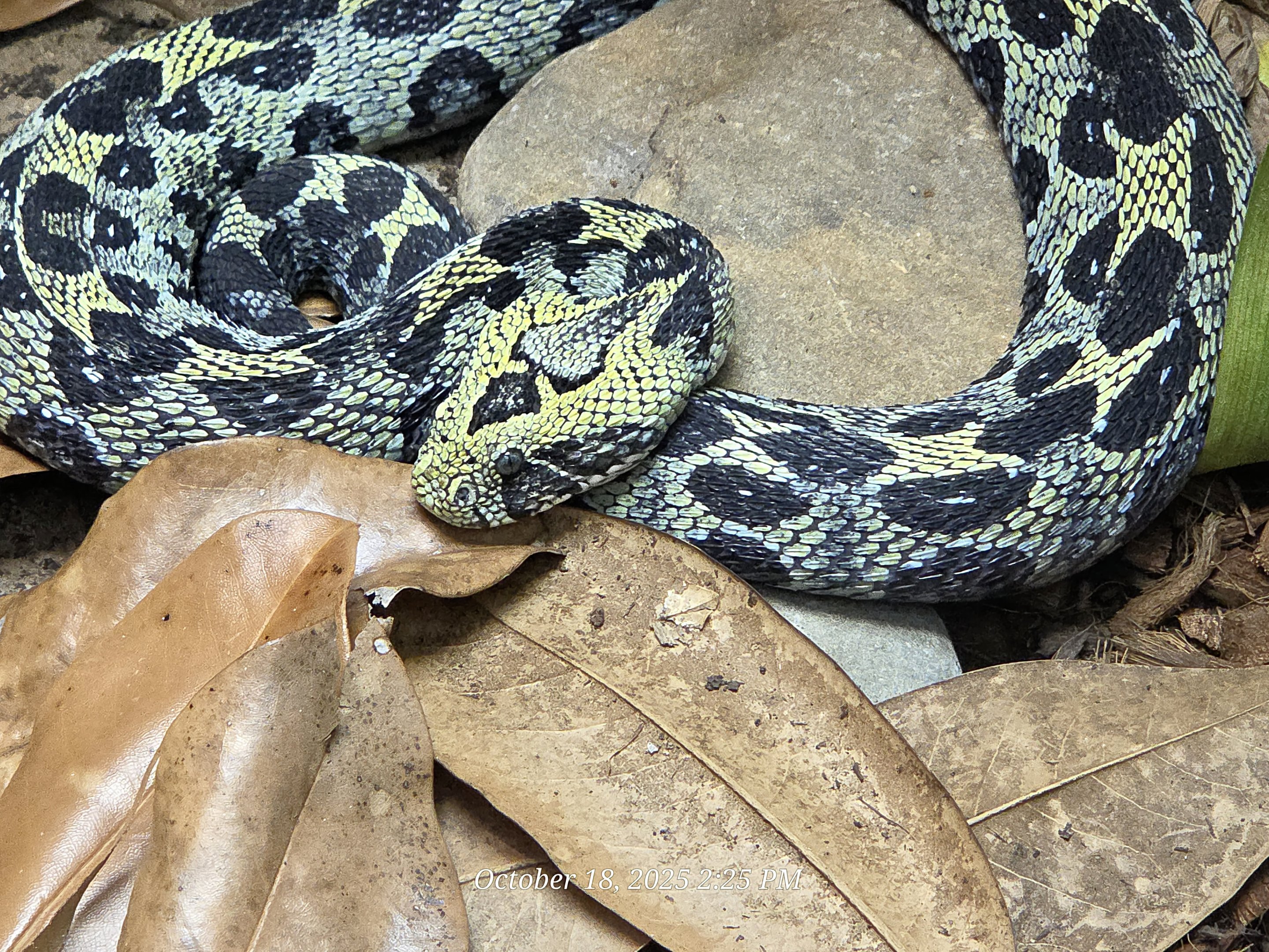 Ethiopian Mountain Viper - Zoo Knoxville