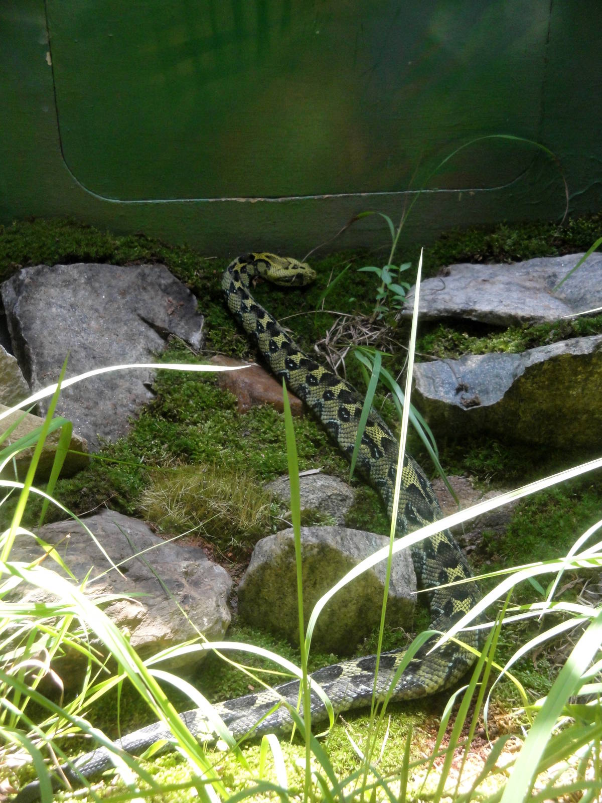 Ethiopian Mountain Viper