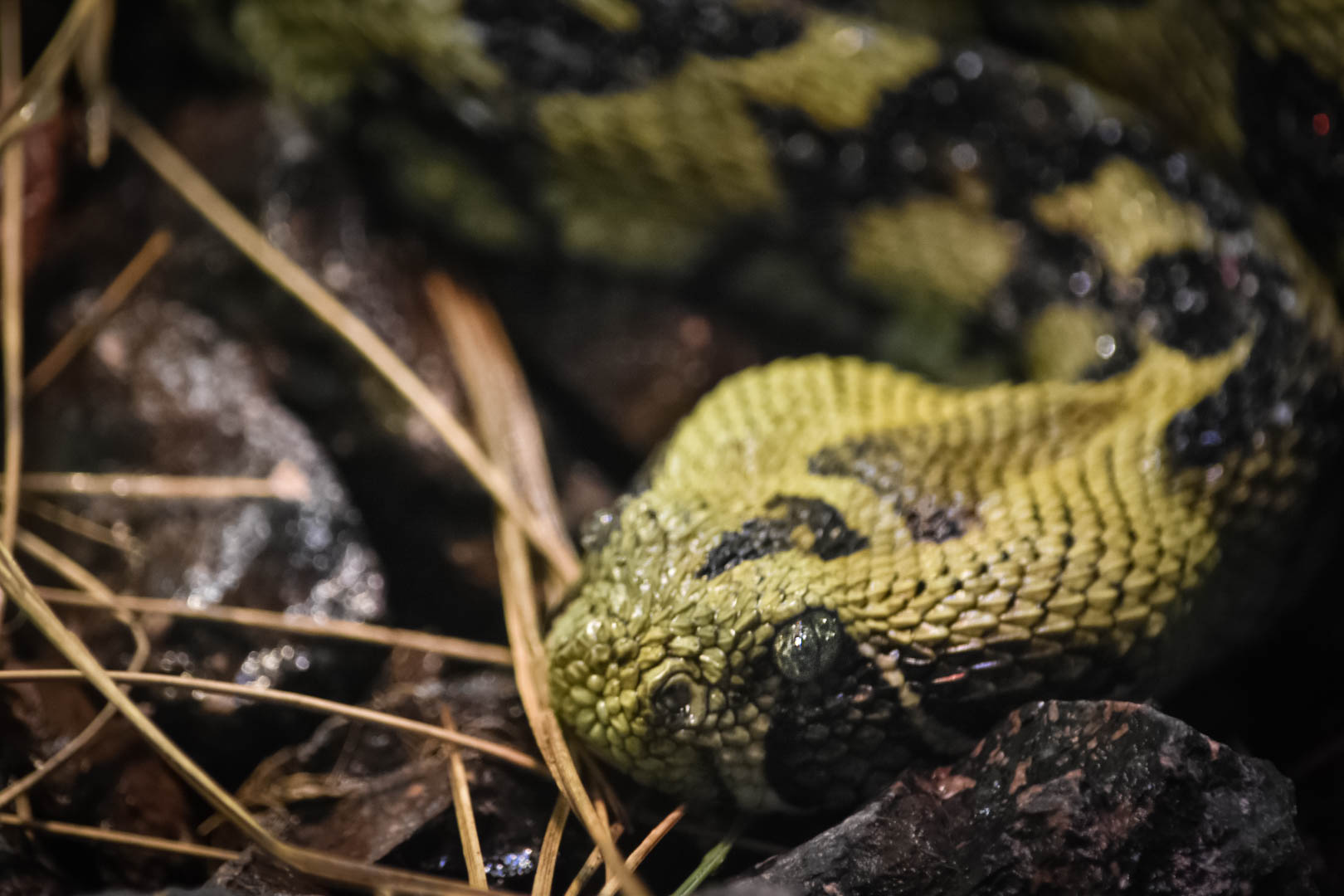 Ethiopian Mountain Viper