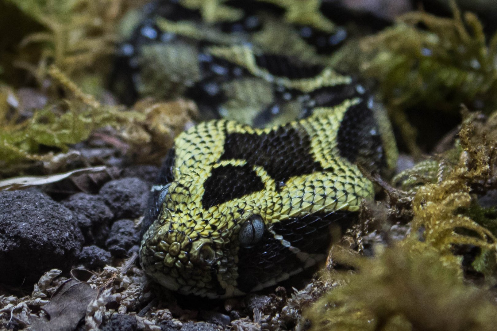 Ethiopian mountain viper