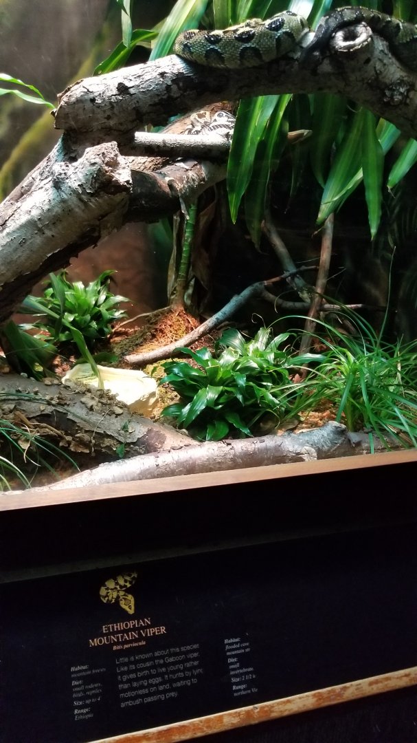 Ethiopian Mountain Viper