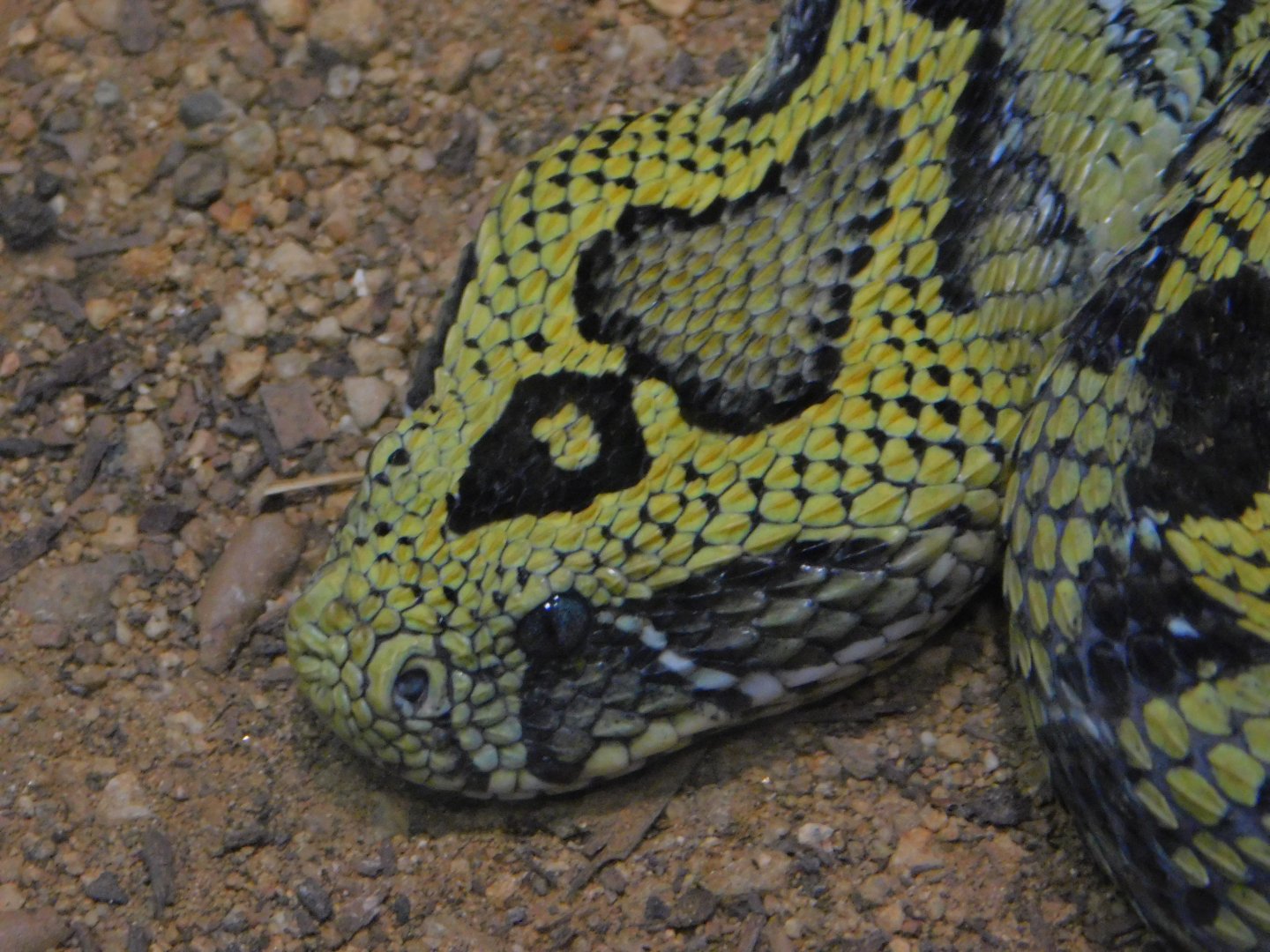 Ethiopian Mountain Viper