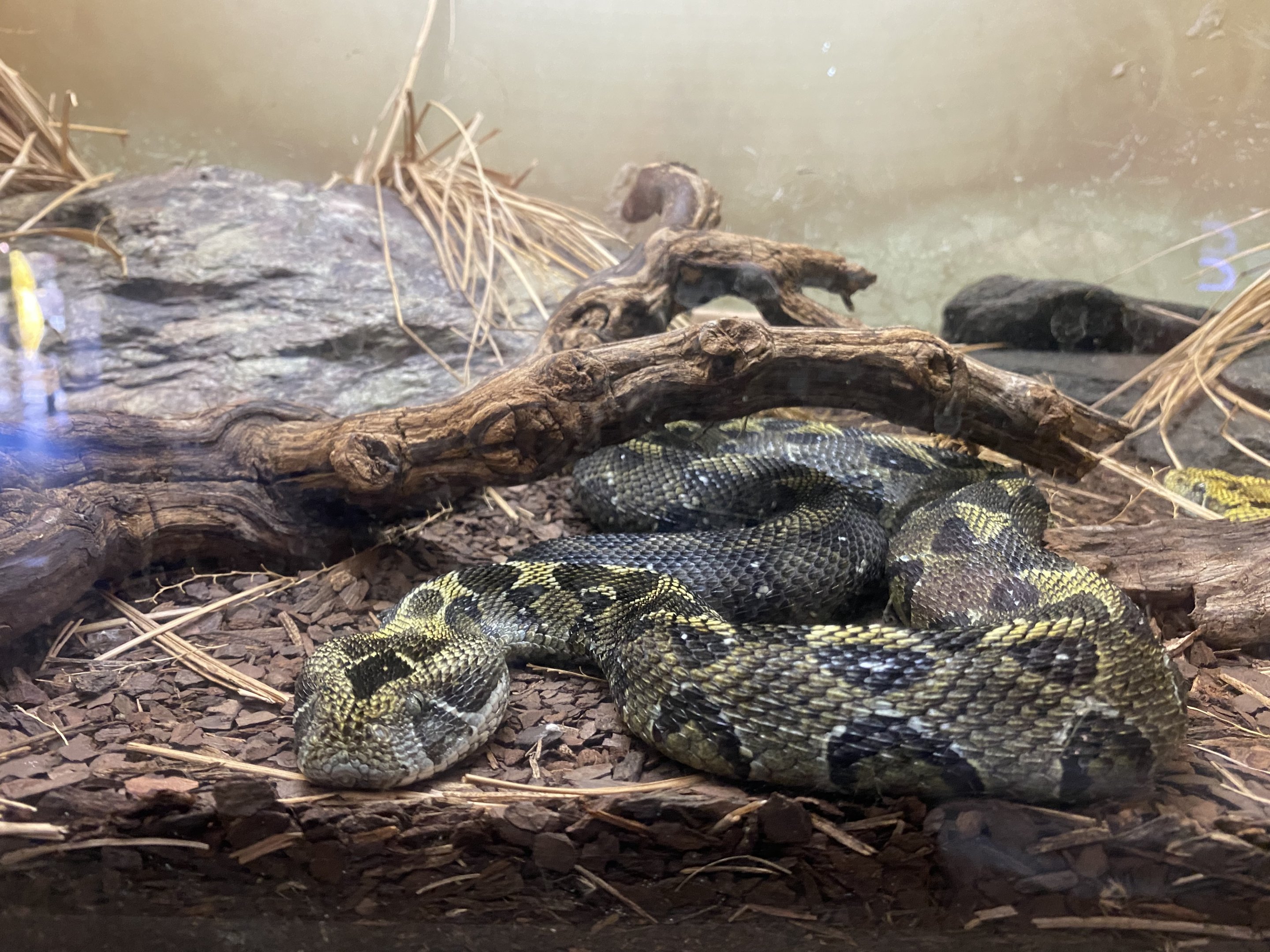 Ethiopian Mountain Viper