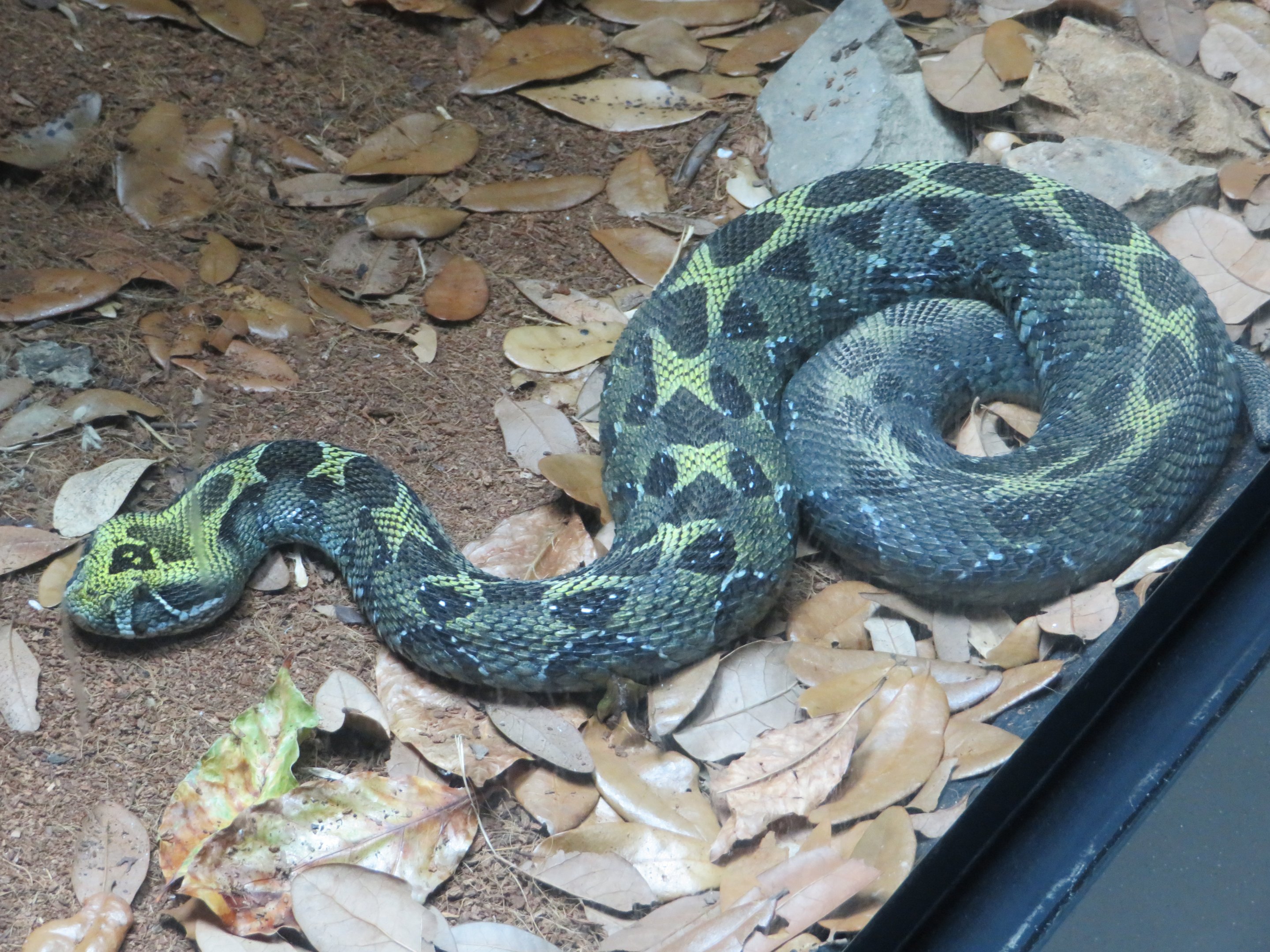 Ethiopian Mountain Viper