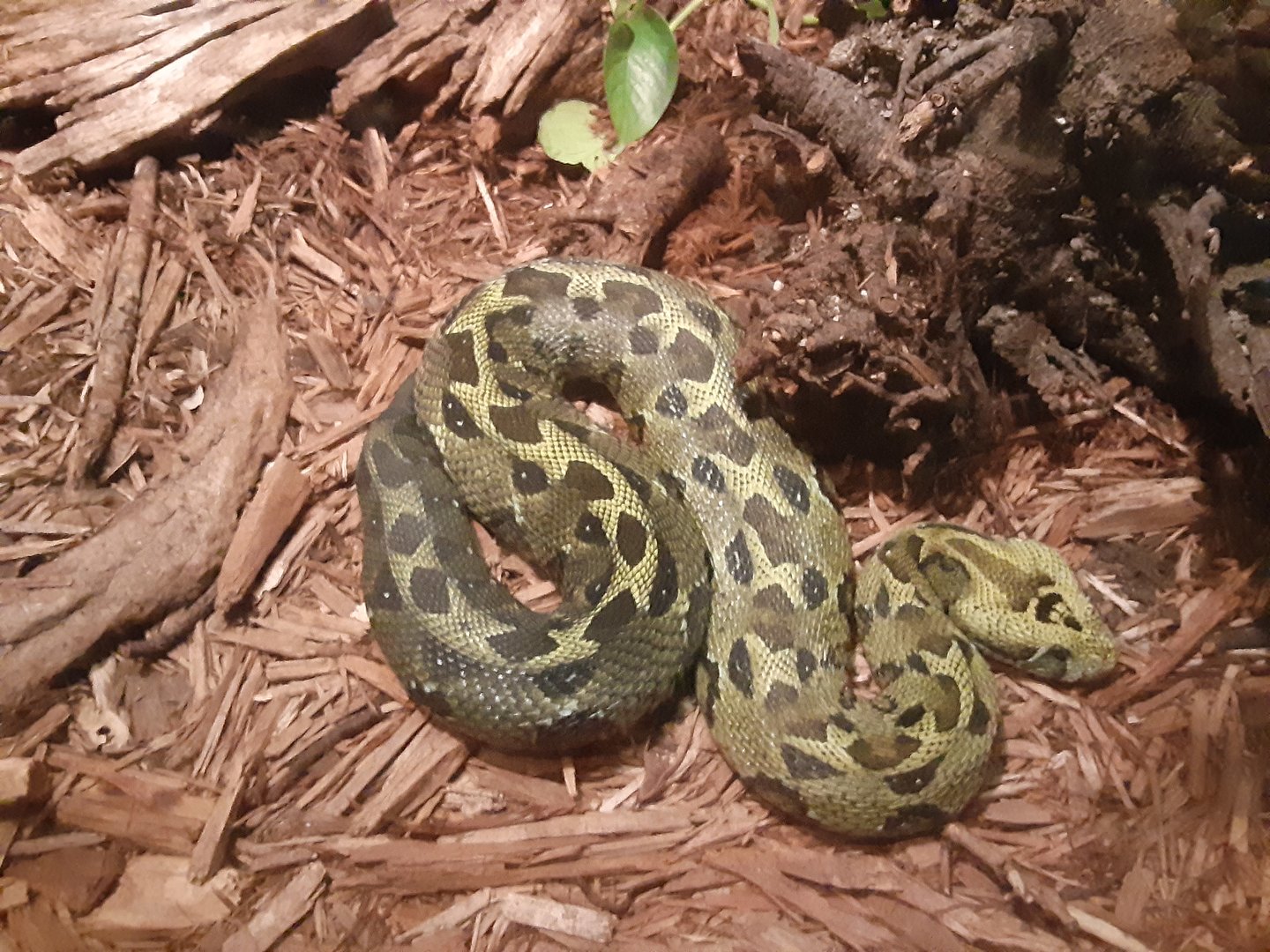 Ethiopian Mountain Viper