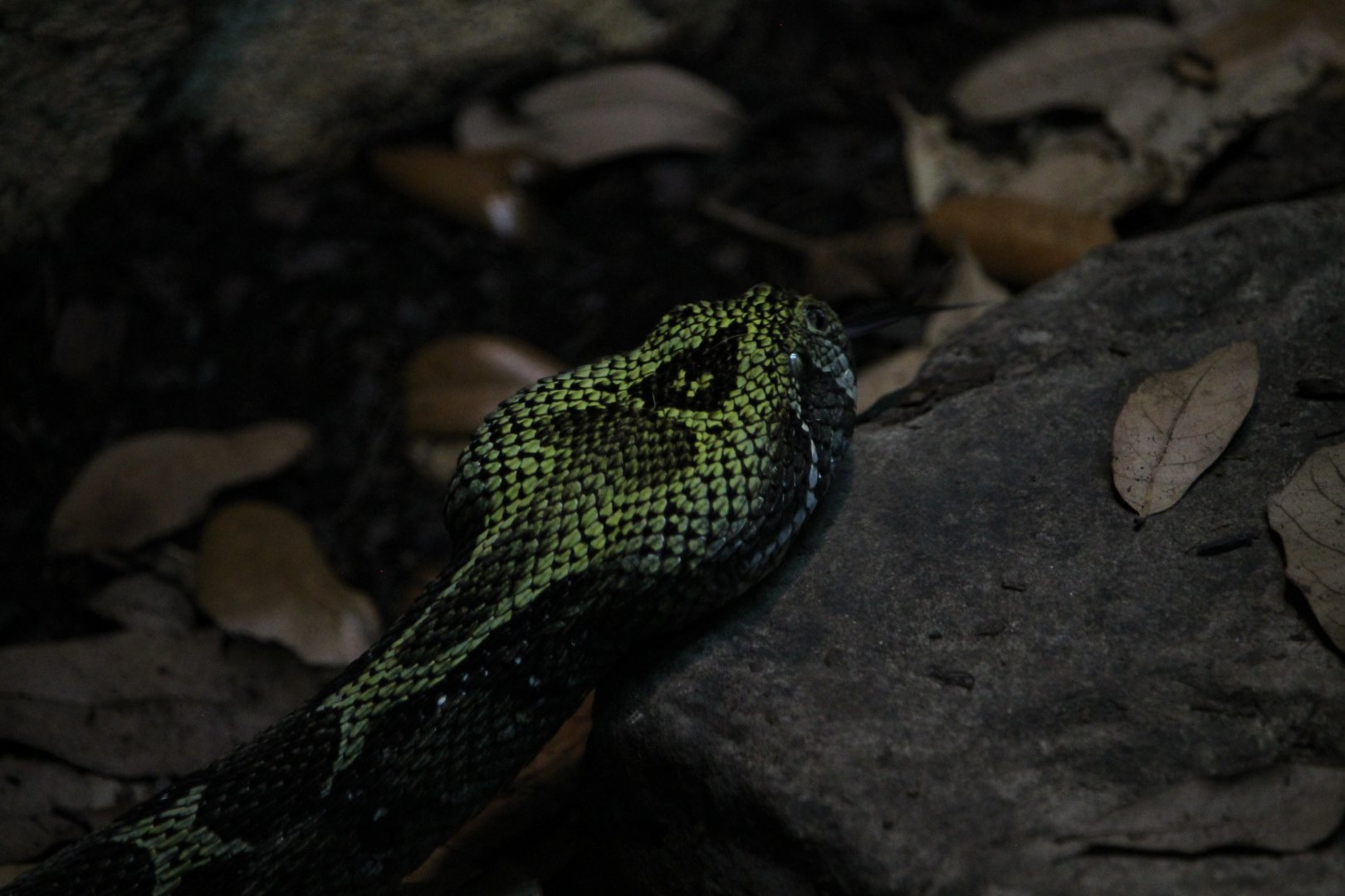 Ethiopian Mountain Viper