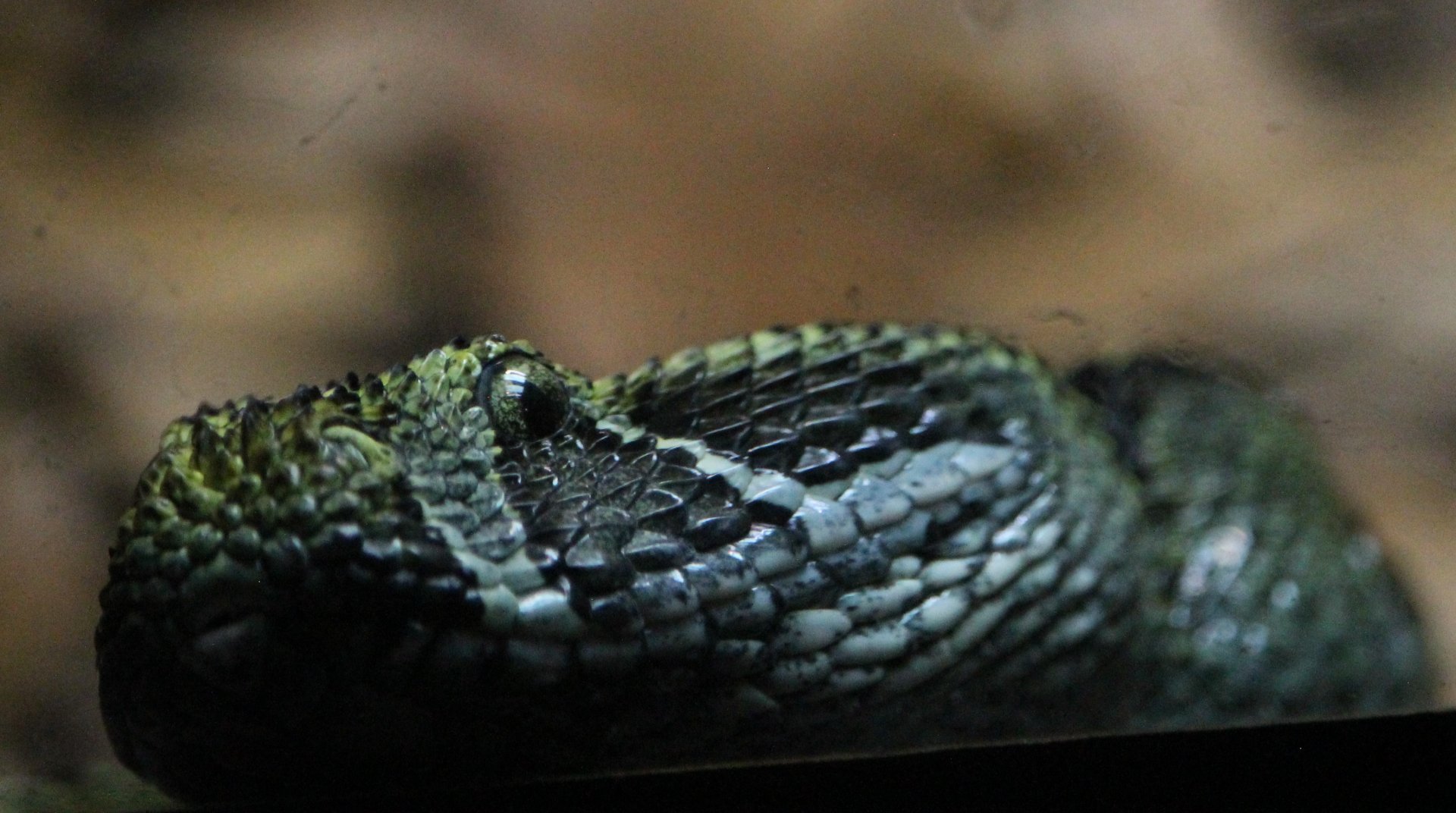 Ethiopian Mountain Viper