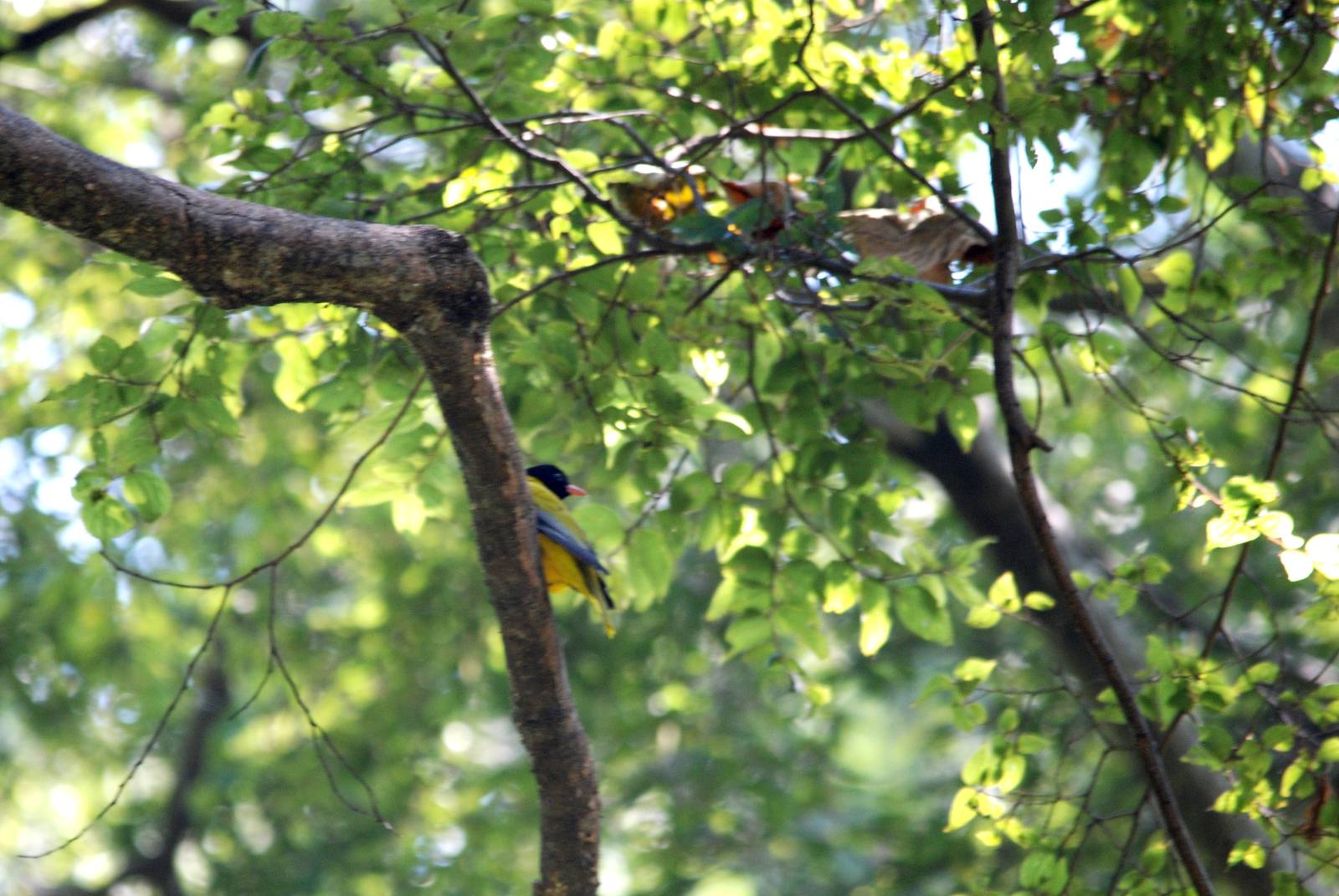 Ethiopian Oriole at Bishangari Lodge, 14/10/14