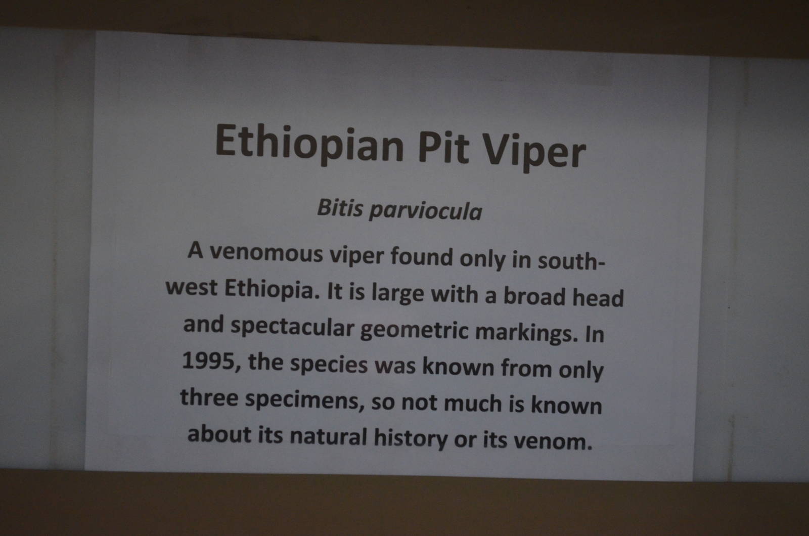 Ethiopian Pit Viper Signage