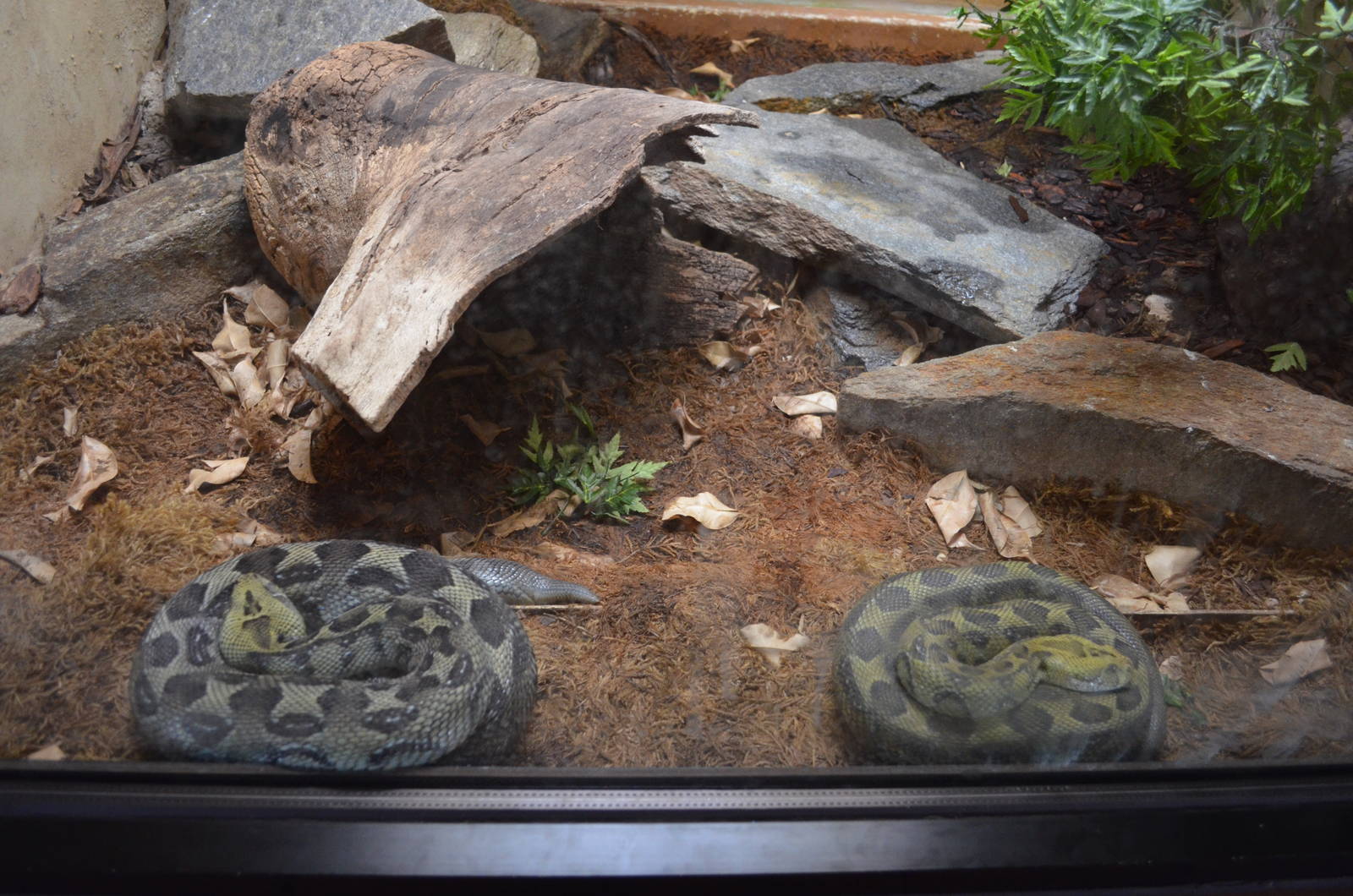 Ethiopian Pit Vipers