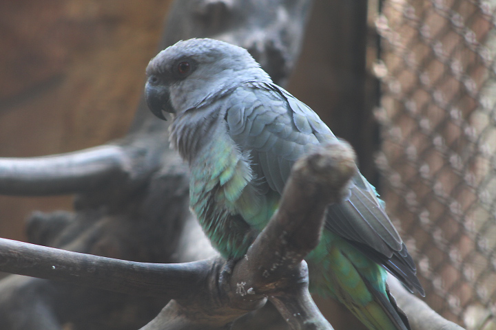Ethiopian red-bellied parrot (Poicephalus rufiventris rufiventris)