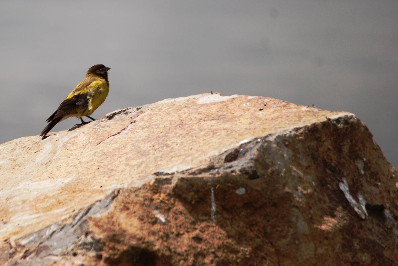 Ethiopian Siskin in Bale Mountains NP, 16/10/14