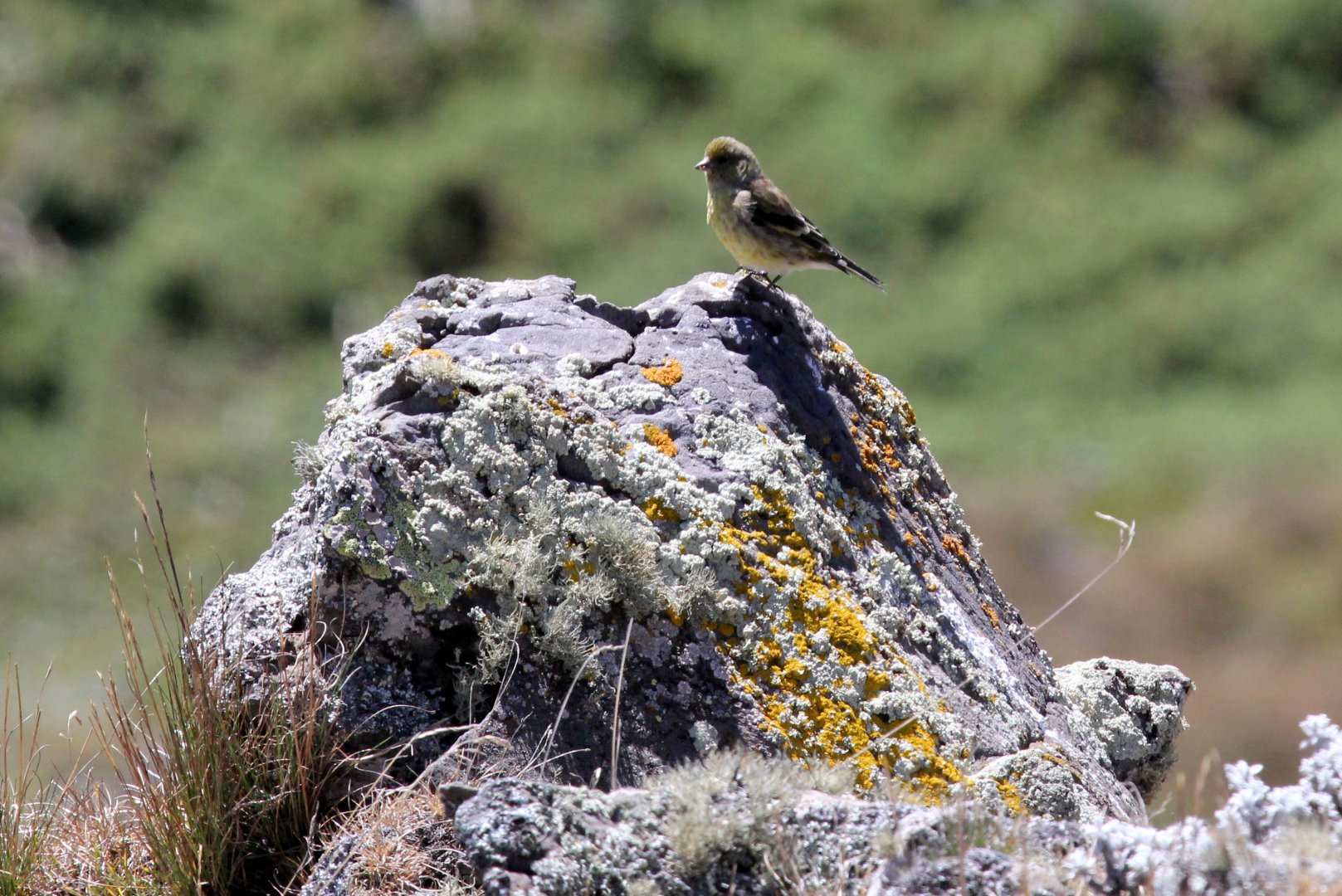 Ethiopian siskin or Abyssinian siskin (Serinus nigriceps) juvenile