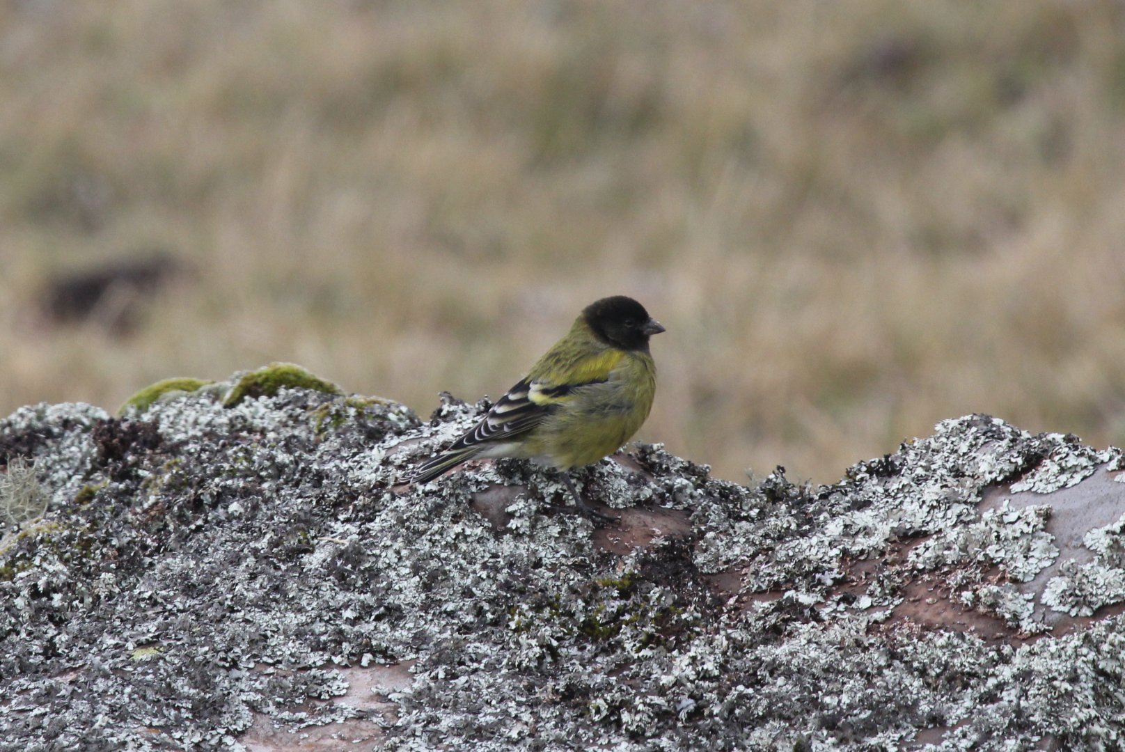 Ethiopian siskin or Abyssinian siskin (Serinus nigriceps)
