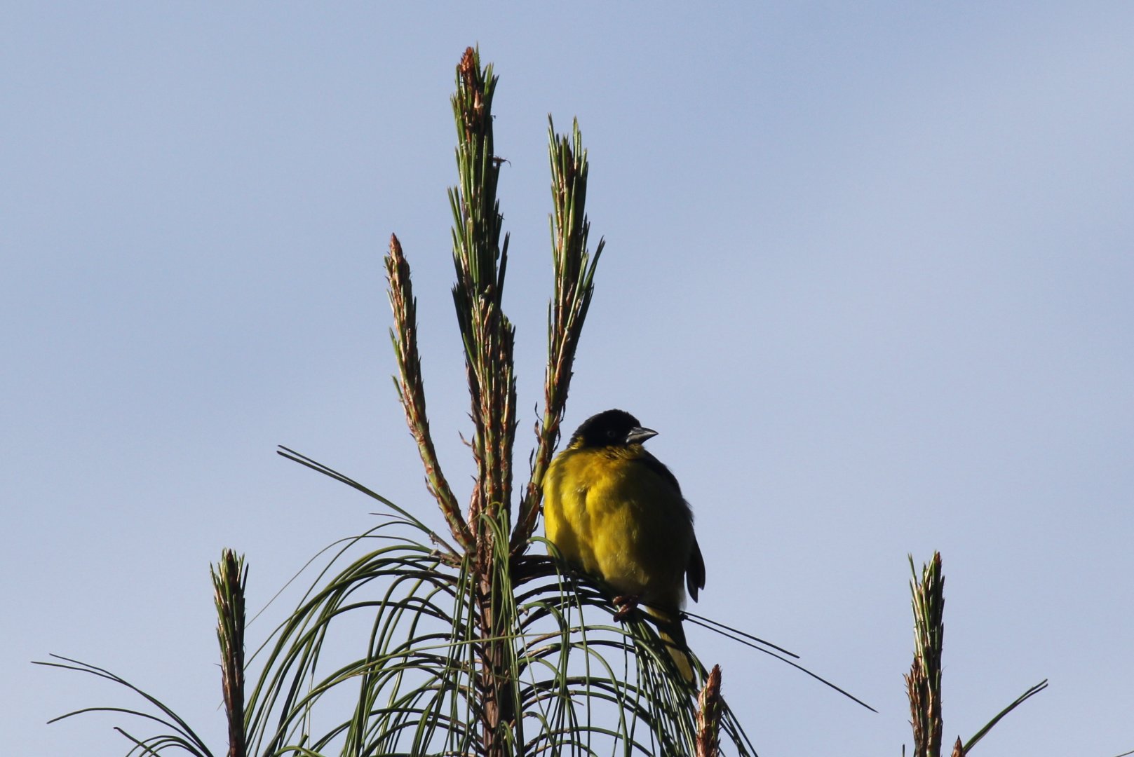 Ethiopian Siskin (Serinus nigriceps) ID?