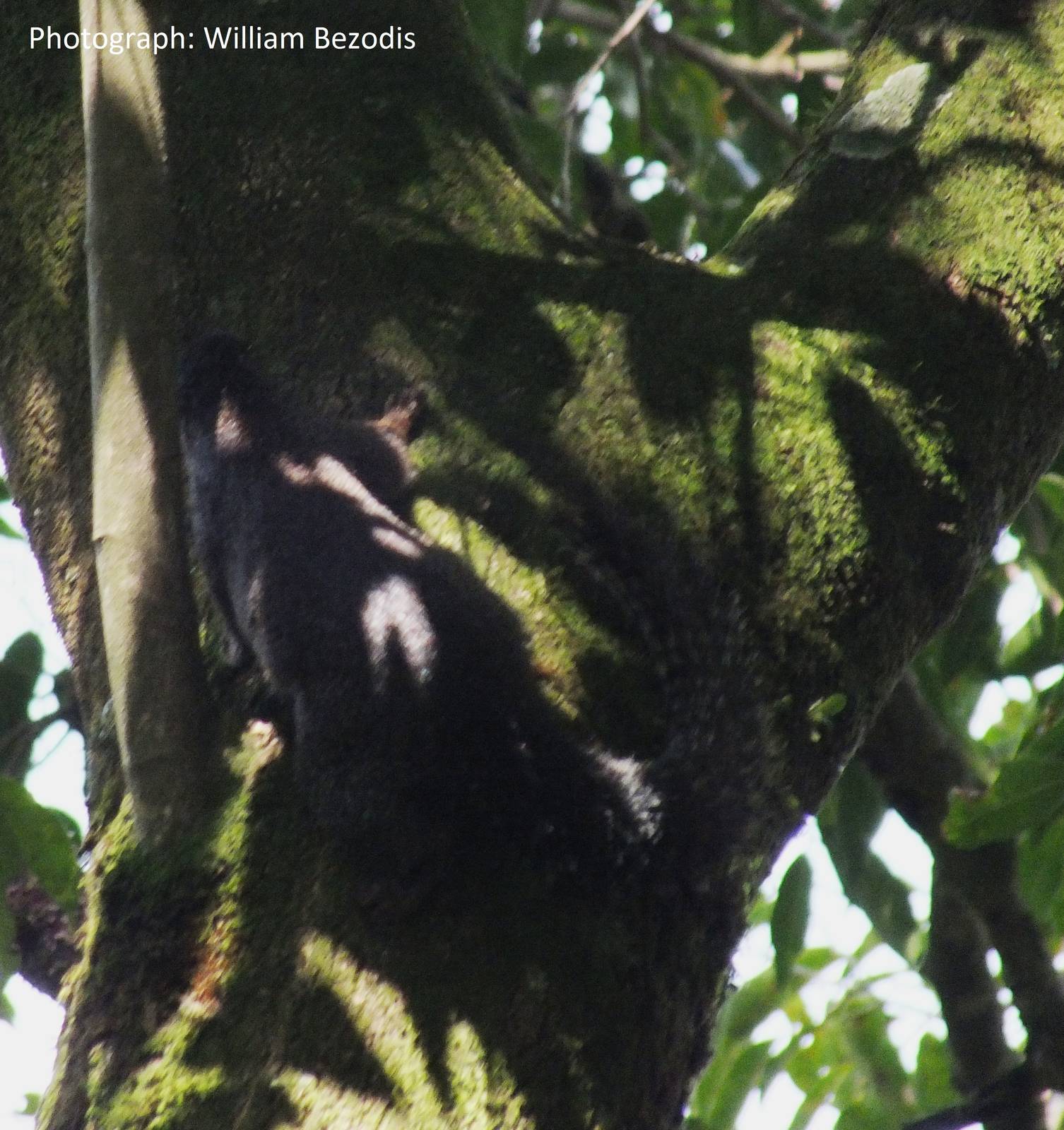 Ethiopian Squirrel ID