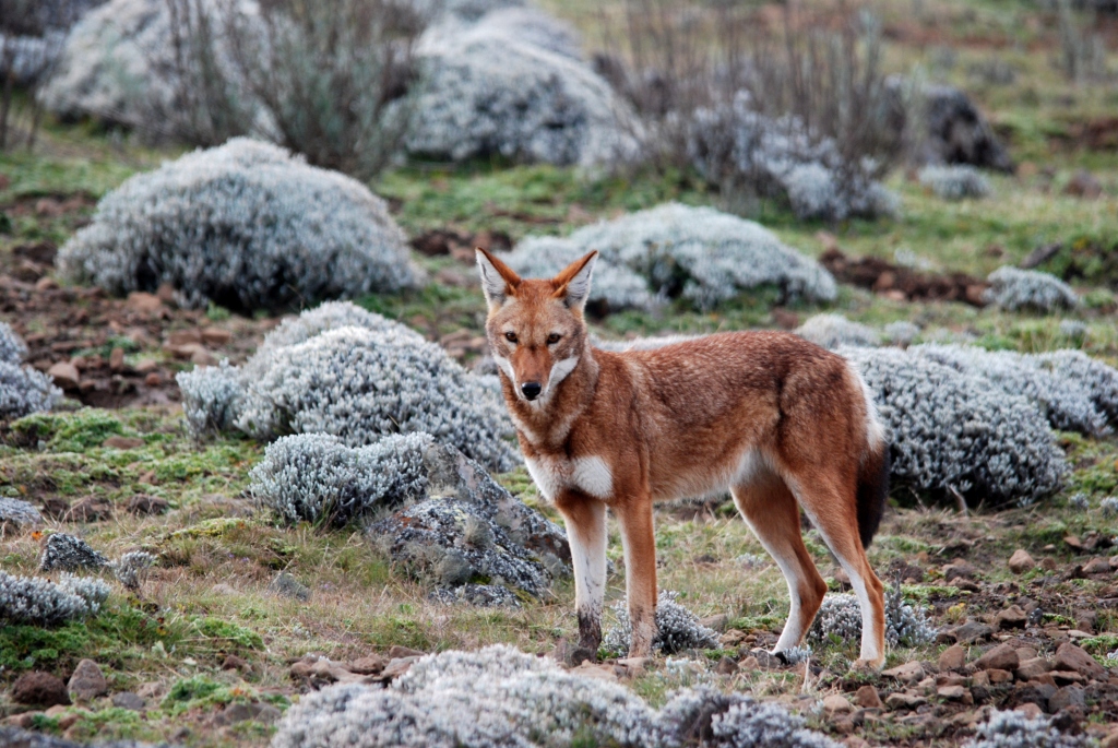 Ethiopian Wolf, Bale Mountains NP, 15/10/14