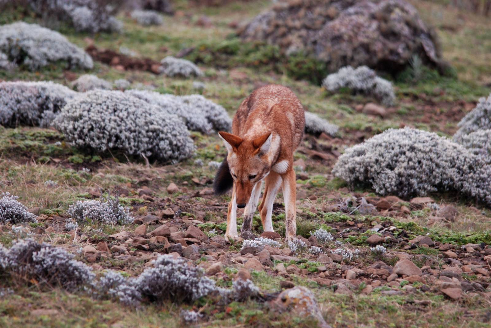 Ethiopian Wolf in Bale Mountains NP, 15/10/14