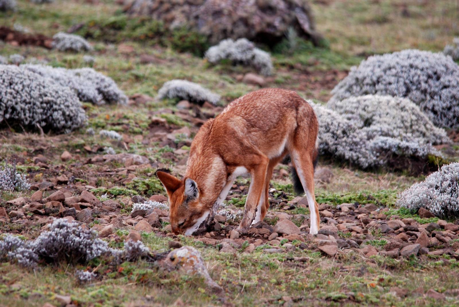 Ethiopian Wolf in Bale Mountains NP, 15/10/14