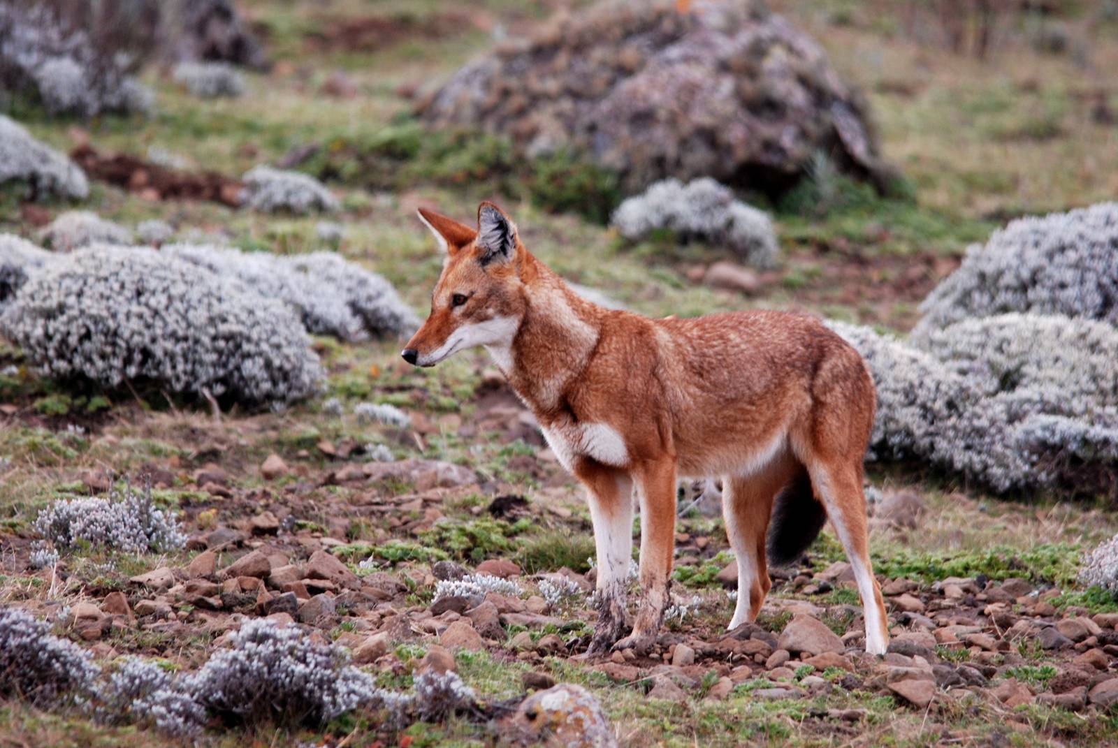 Ethiopian Wolf in Bale Mountains NP, 15/10/14