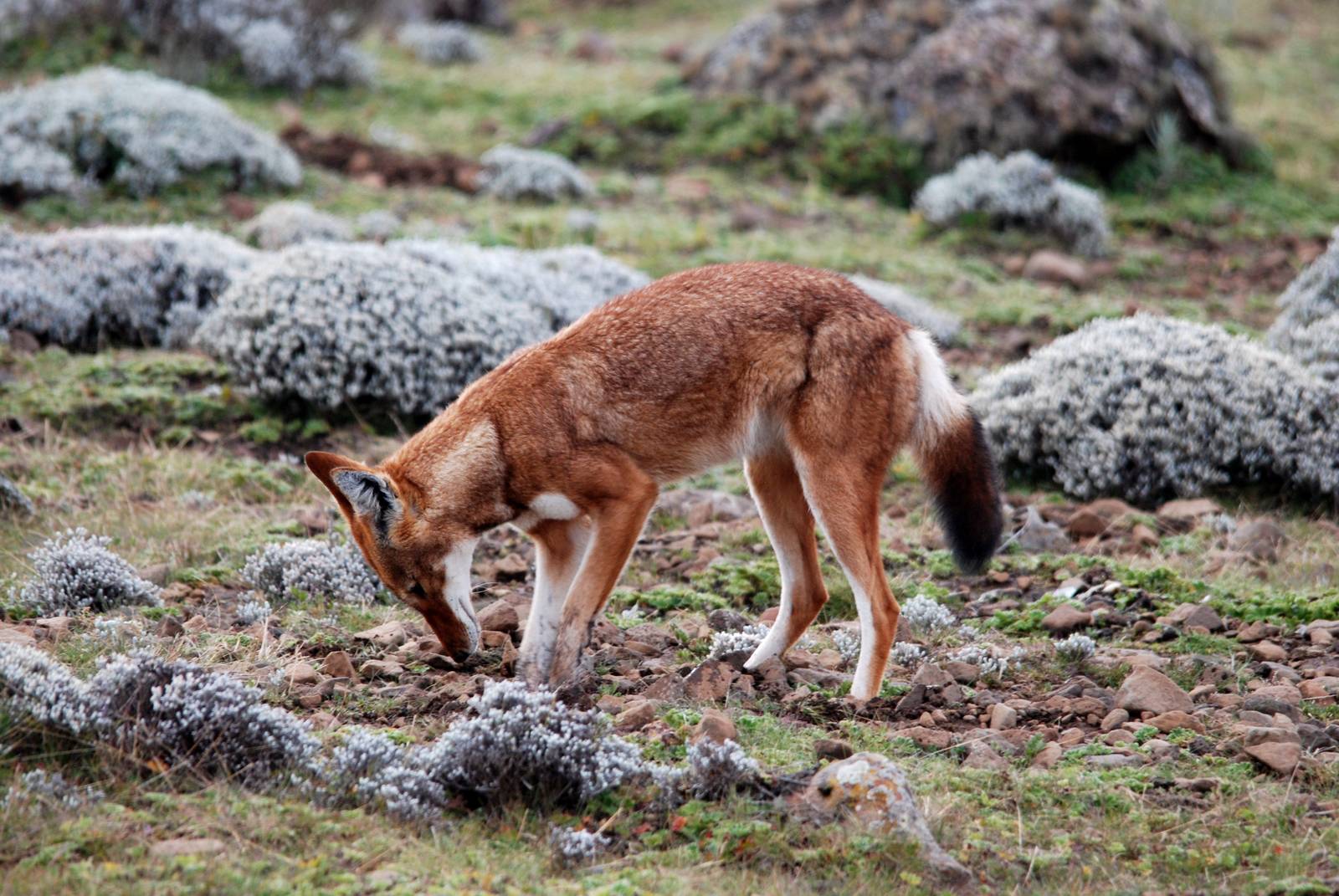 Ethiopian Wolf in Bale Mountains NP, 15/10/14