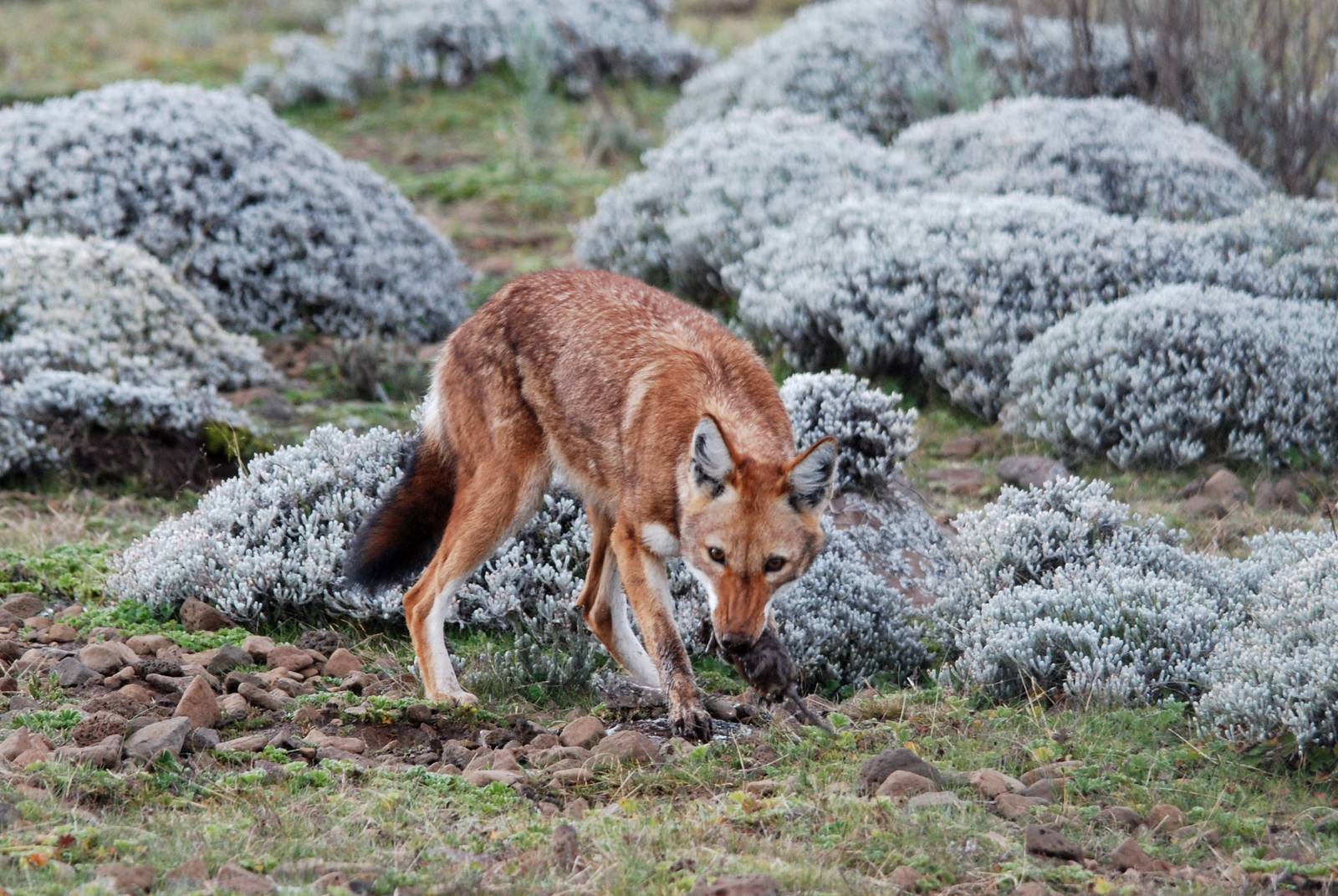 Ethiopian Wolf in Bale Mountains NP, 15/10/14
