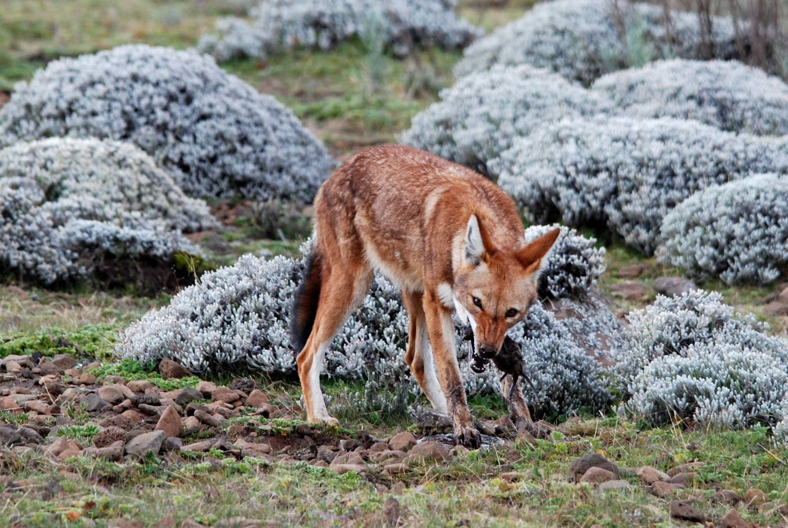 Ethiopian Wolf in Bale Mountains NP, 15/10/14