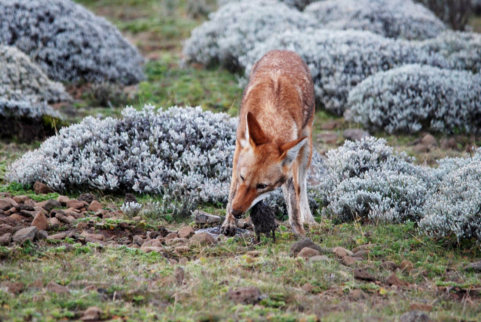 Ethiopian Wolf in Bale Mountains NP, 15/10/14