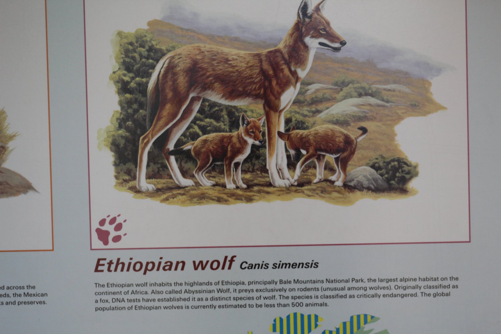 Ethiopian Wolf Info.