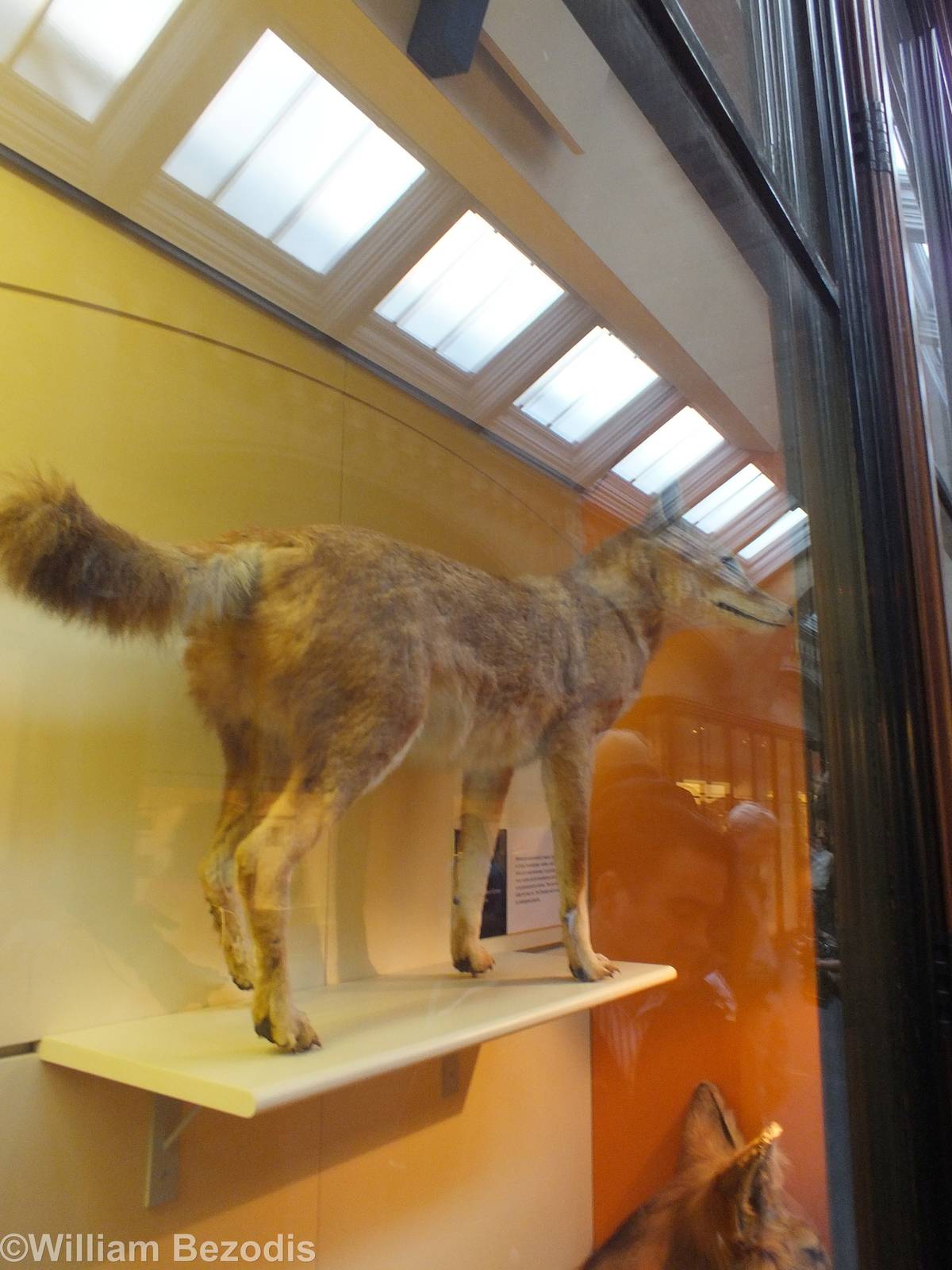 Ethiopian Wolf - NHM London