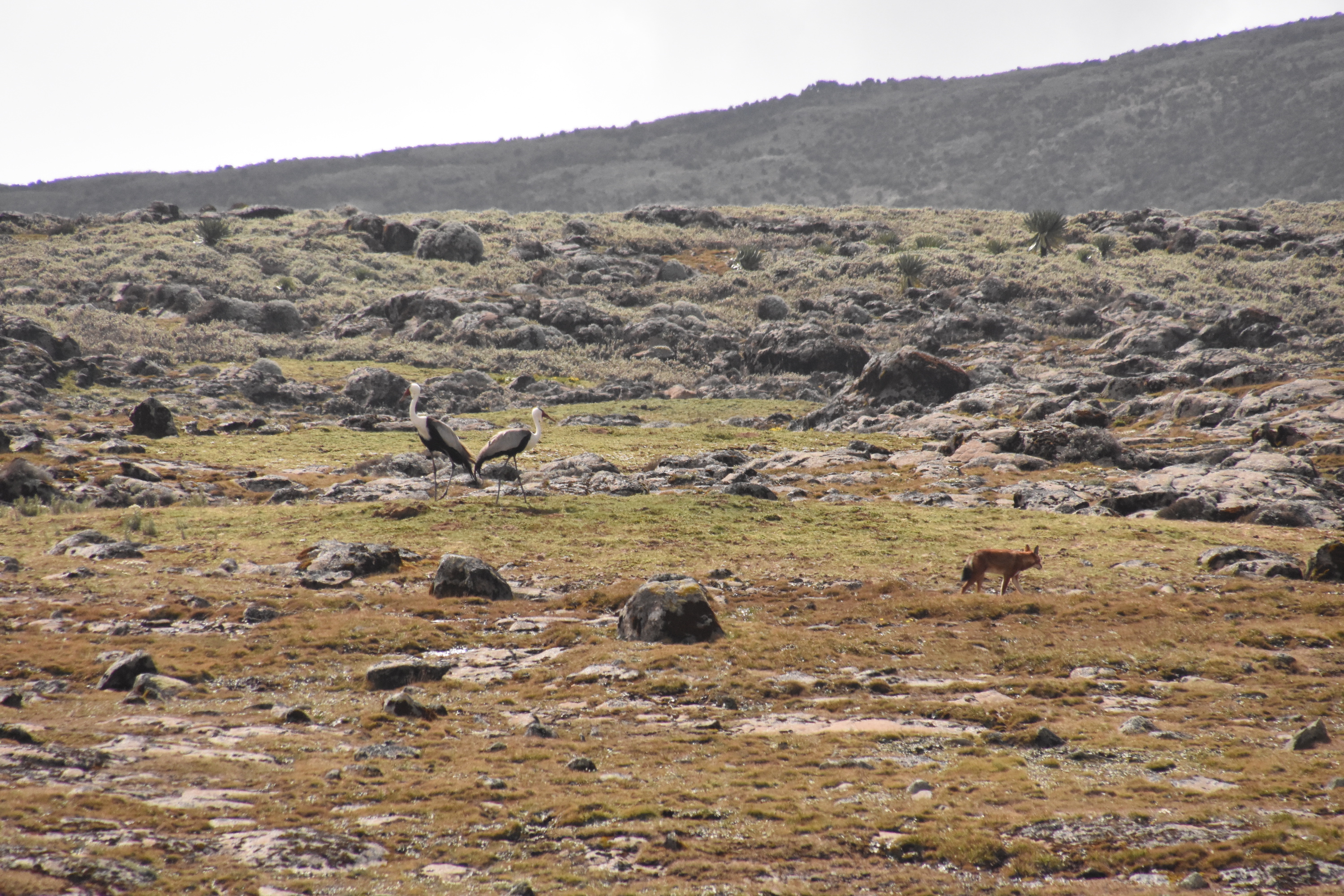 Ethiopian wolf & Wattled crane